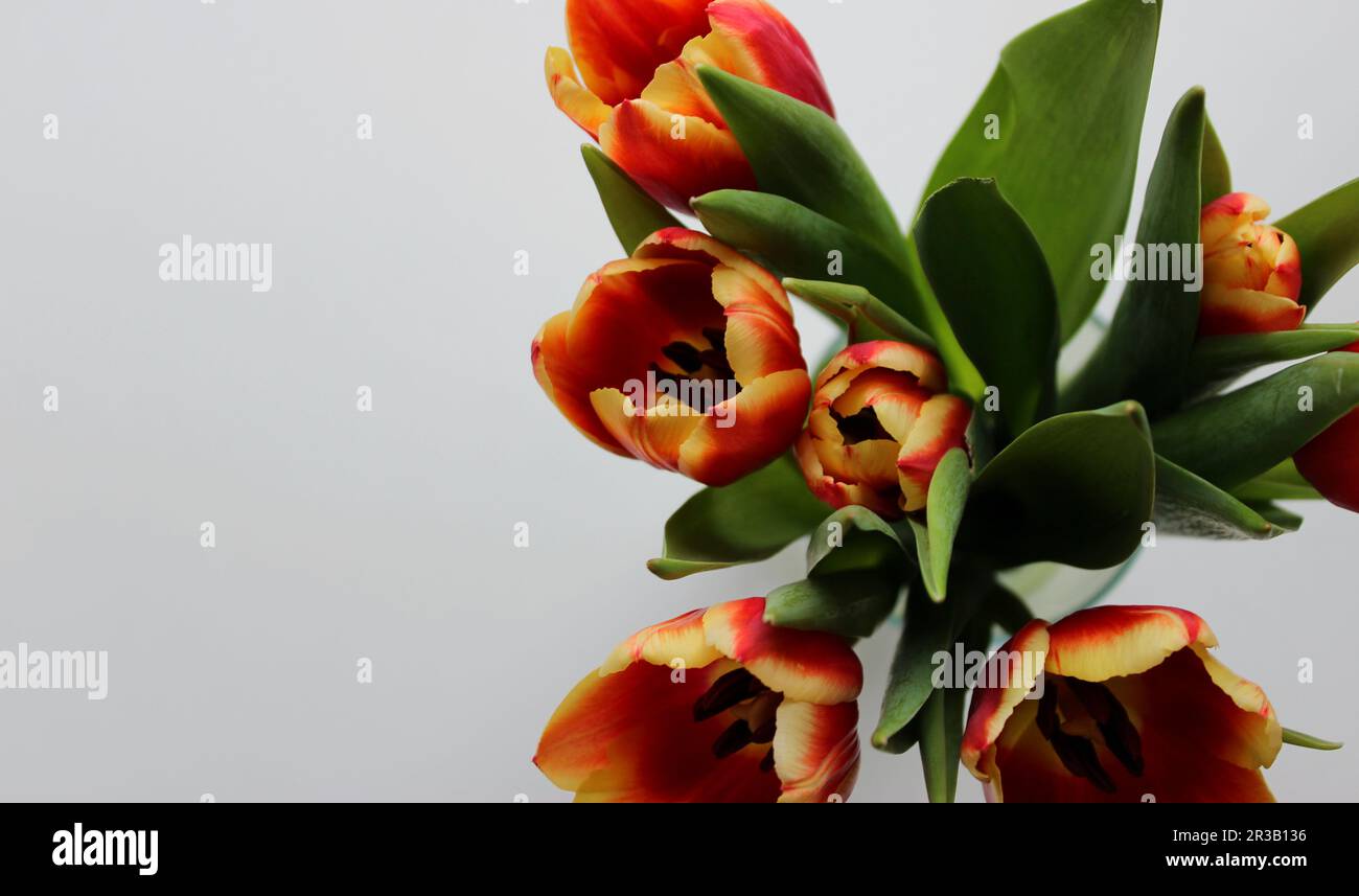 Concept For Postcard Or Wallpaper With Blooming Tulips In A Bunch At The Side Of Image Stock Photo