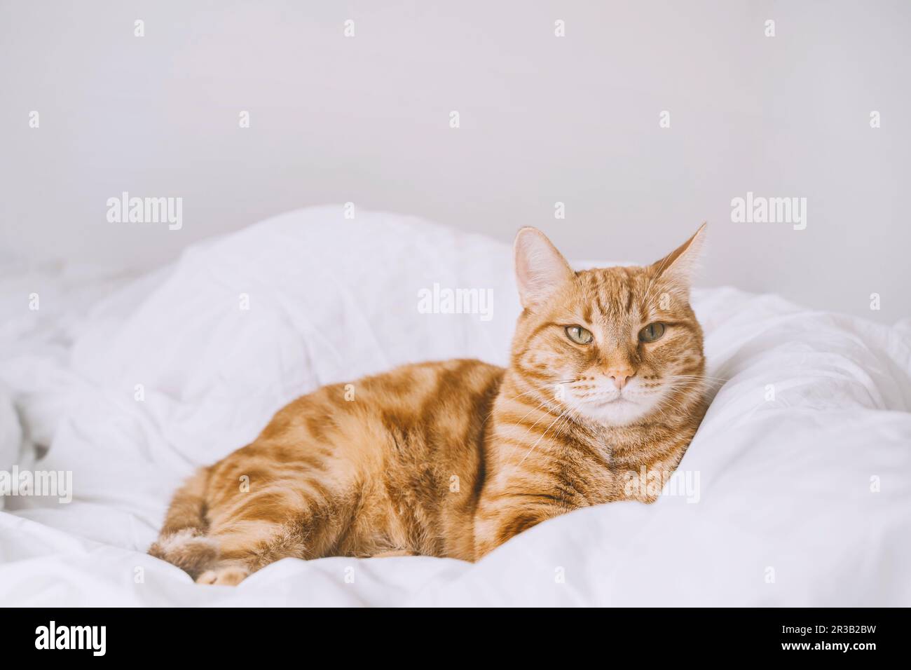 Ginger cat lying on bed at home Stock Photo