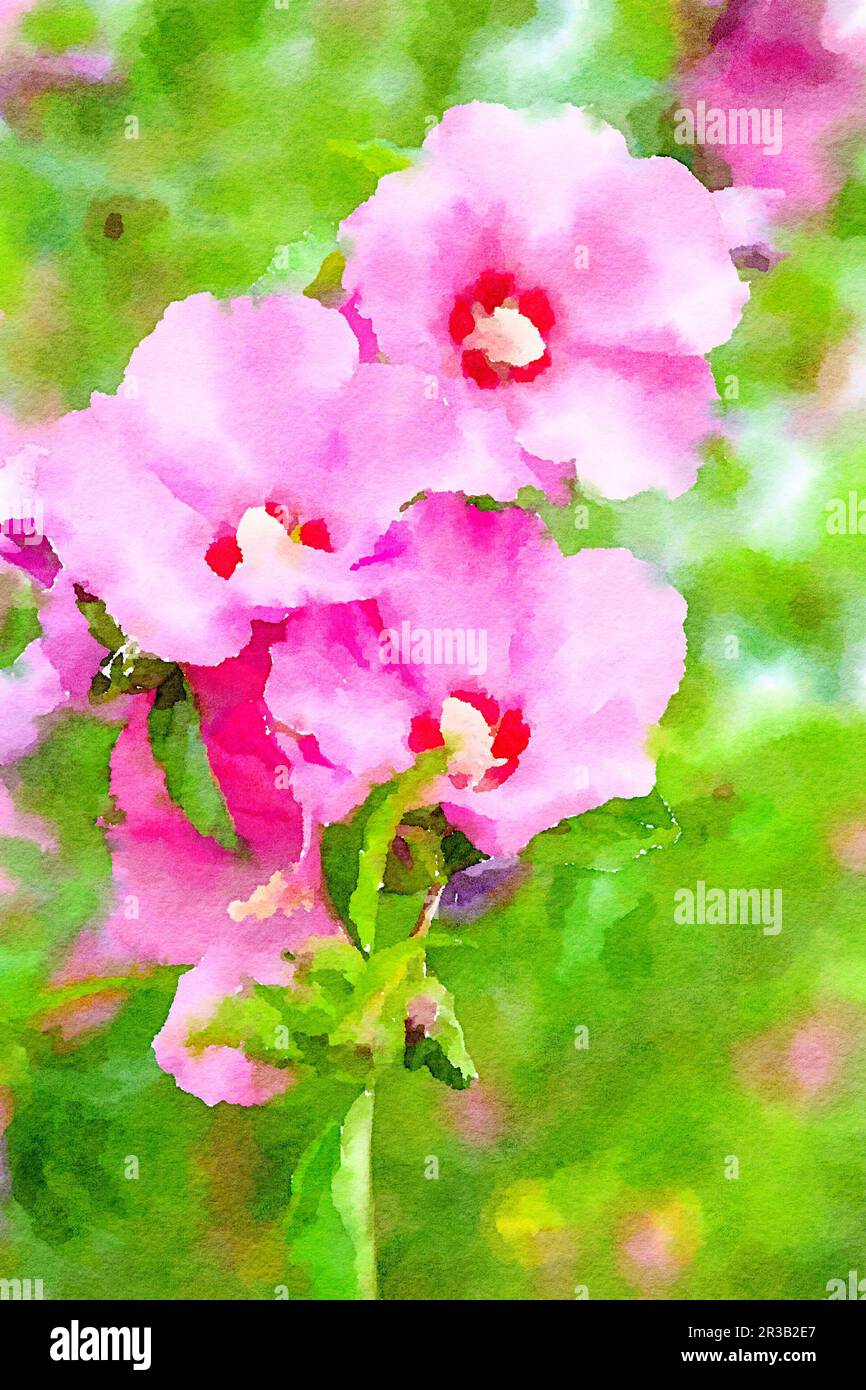 Watercolor illustration of Bright pink flower of hibiscus Stock Photo ...