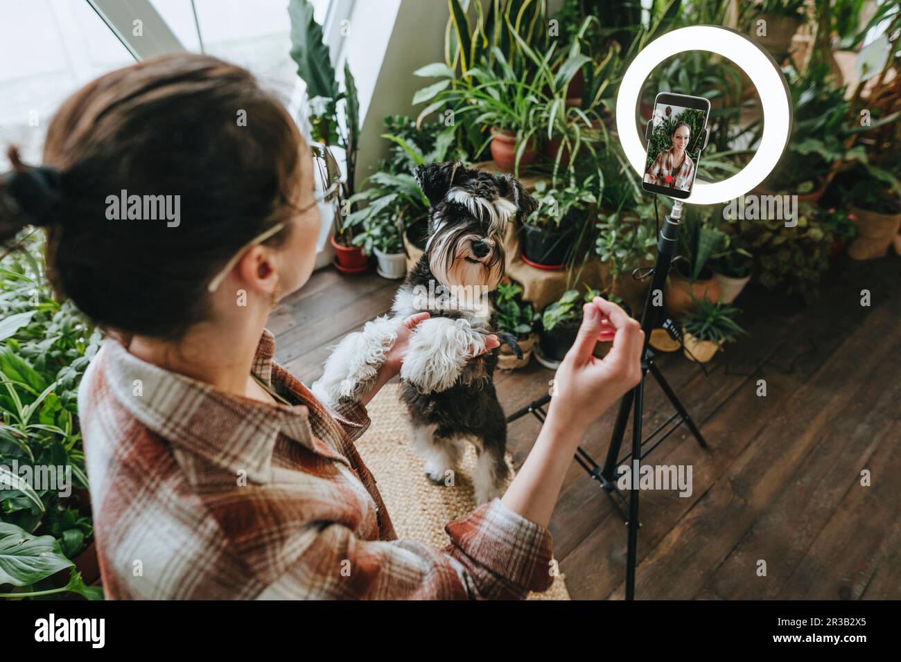 Woman filming vlog with Schnauzer dog at home Stock Photo