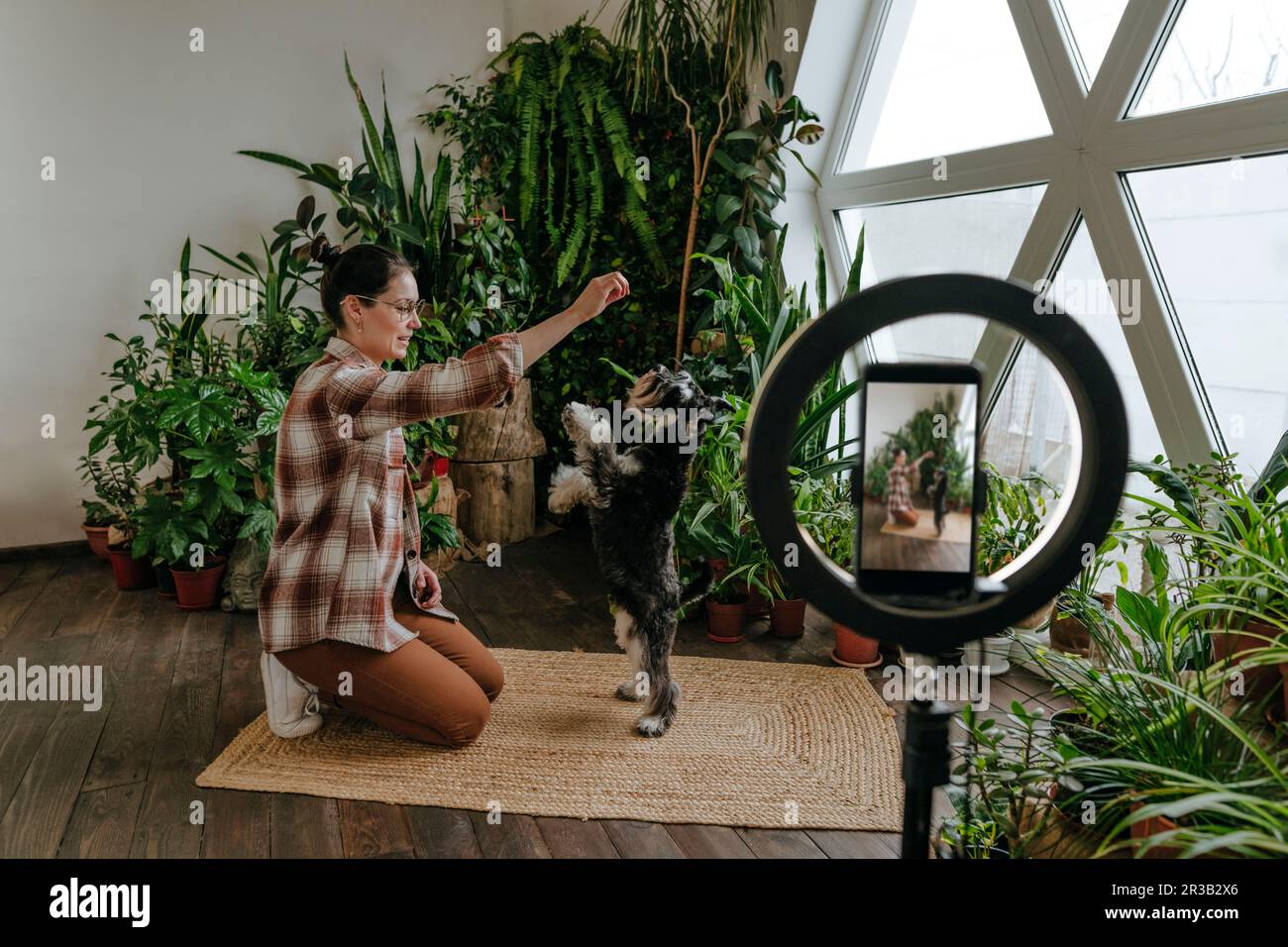 Woman vlogging with Schnauzer dog at home Stock Photo