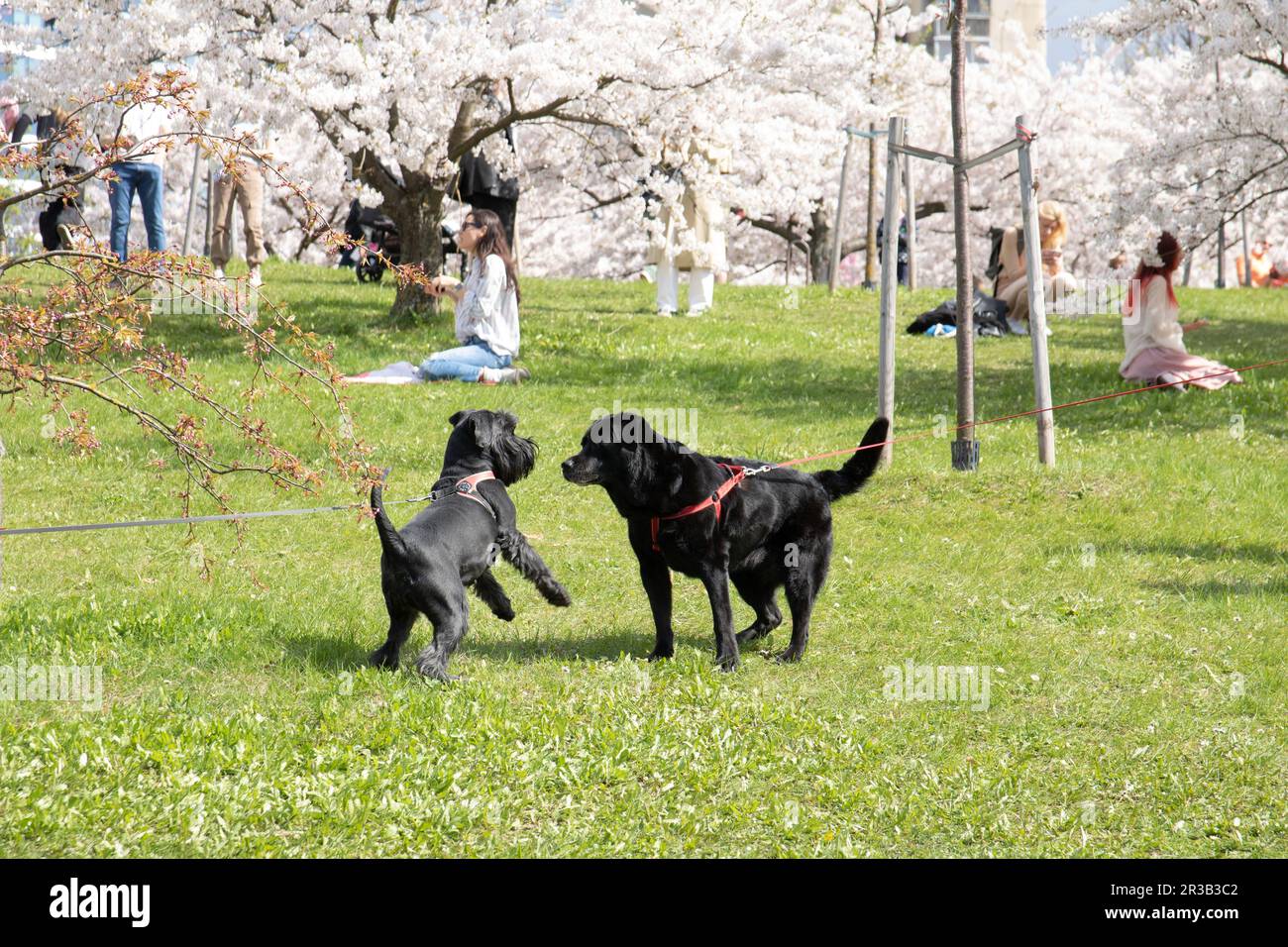 photo of two dogs playing in the park in the afternoon Stock Photo