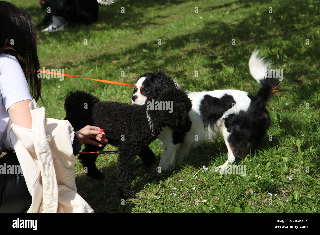 photo of two purebred dogs and a man in the park Stock Photo