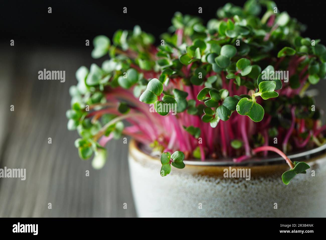 Close-up of radish microgreens - green leaves and purple stems. Sprouting Microgreens. Seed Germinat Stock Photo