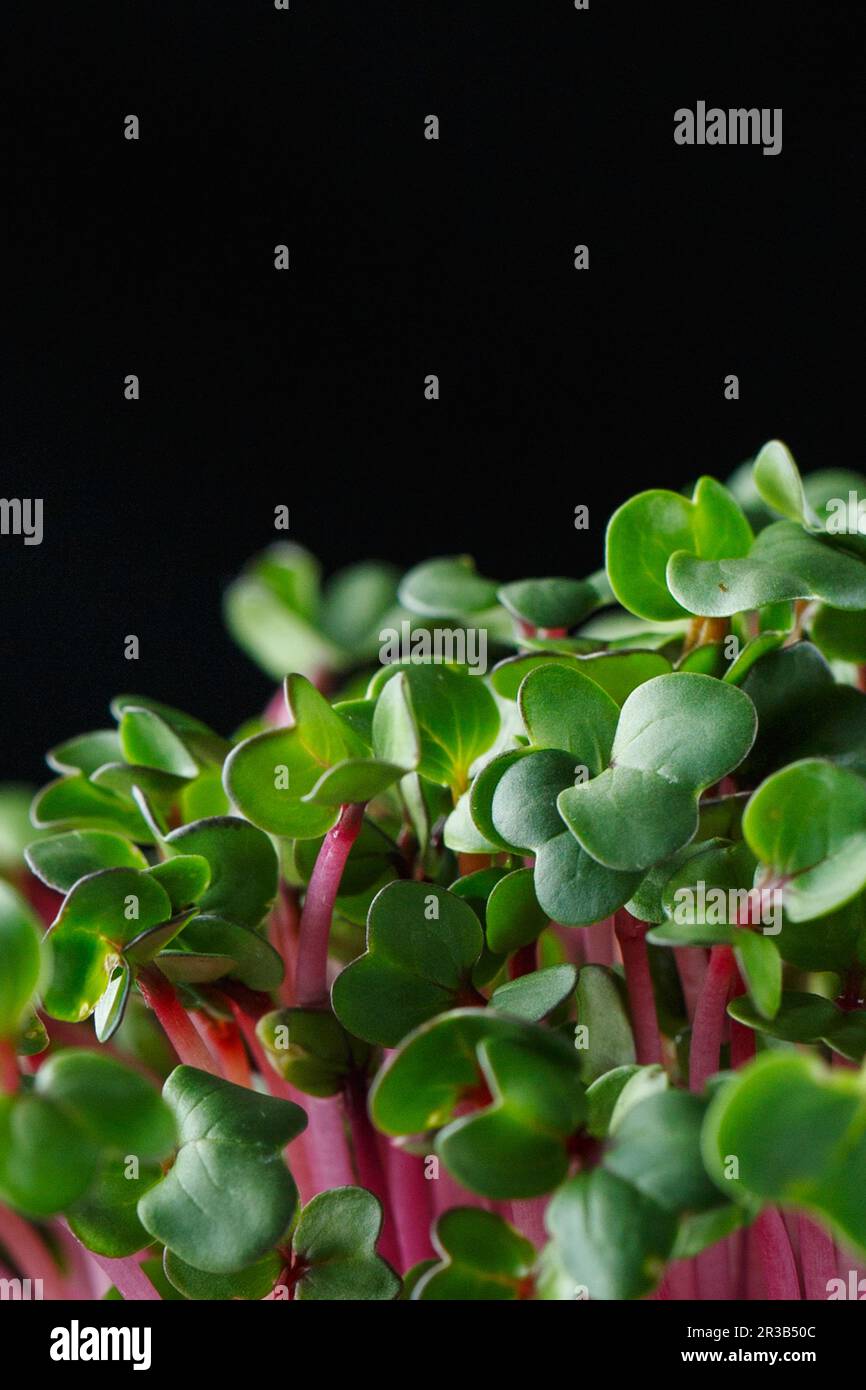 Close-up of radish microgreens - green leaves and purple stems. Sprouting Microgreens. Seed Germinat Stock Photo
