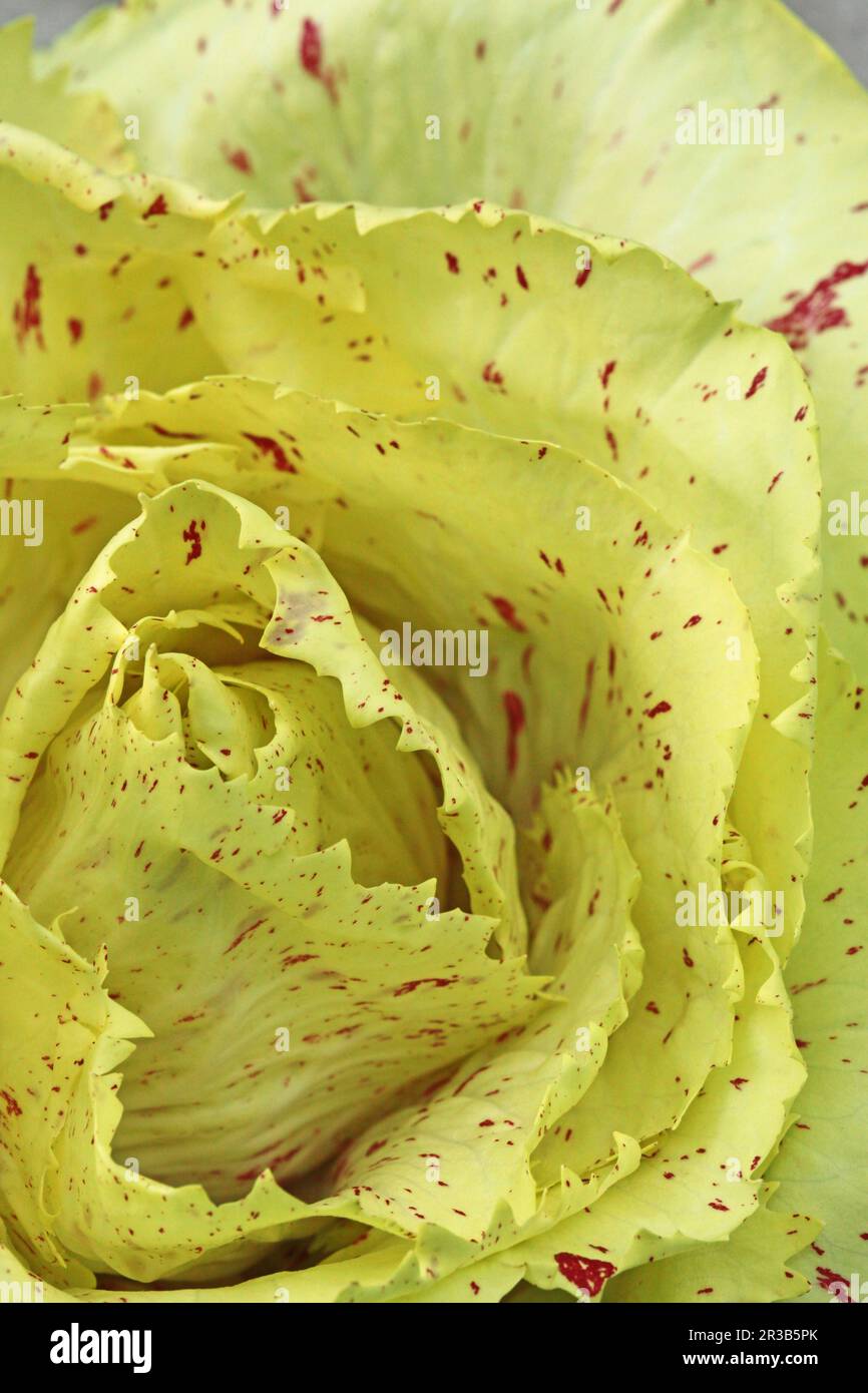 quercus variegata Quercus variabilis 