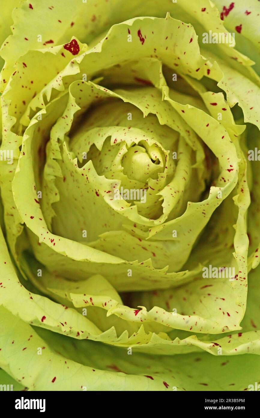 Variegata di castelfranco hi-res stock photography and images - Alamy