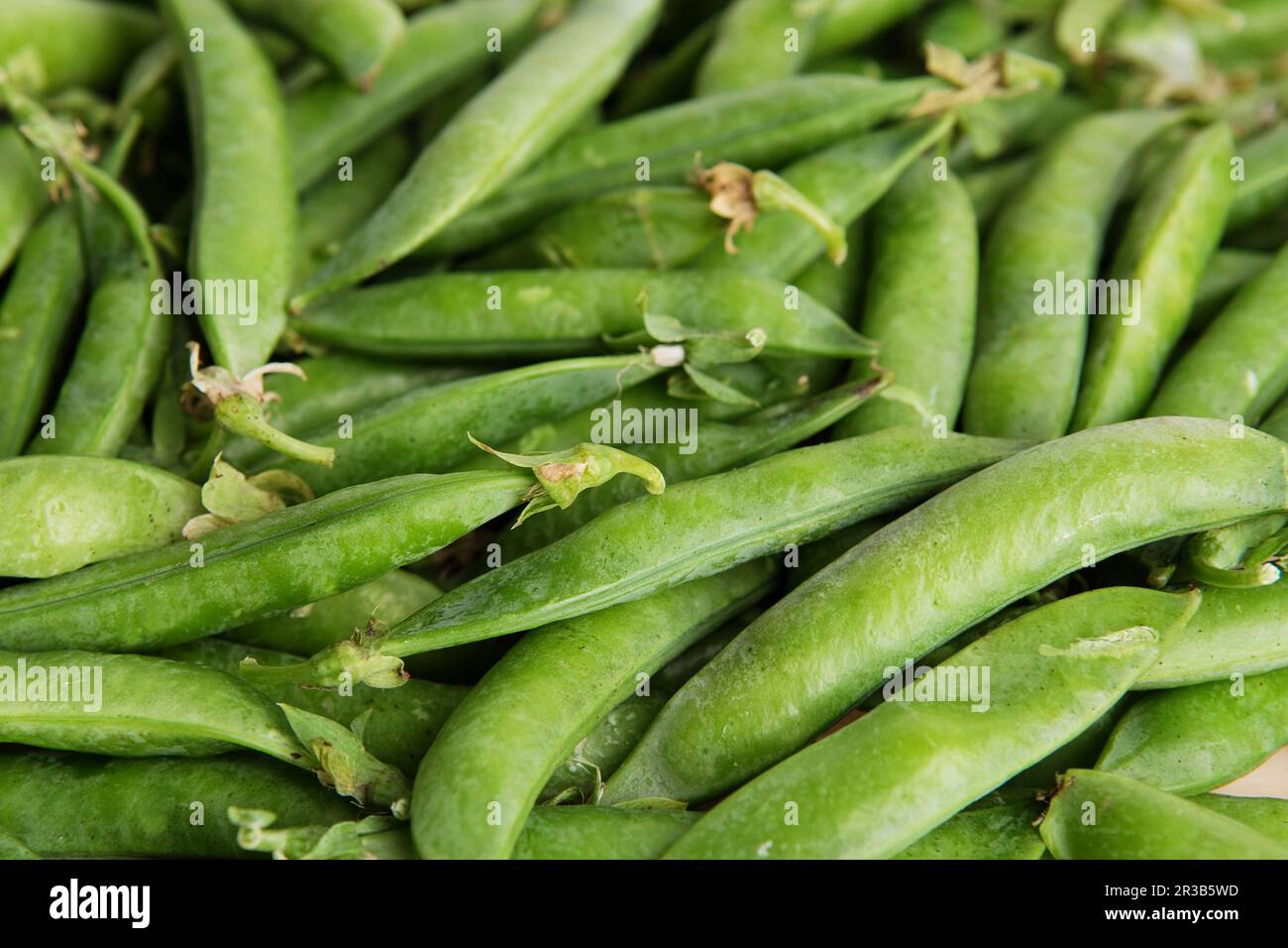 green peas in pods freshly picked on wood. Some green peas. Fresh green