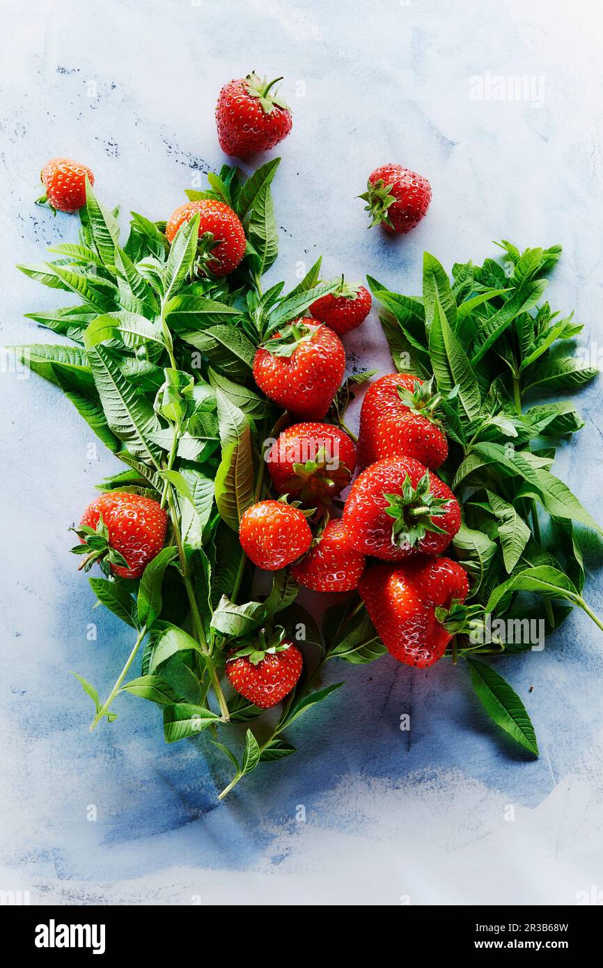 Strawberries and fresh mint Stock Photo - Alamy