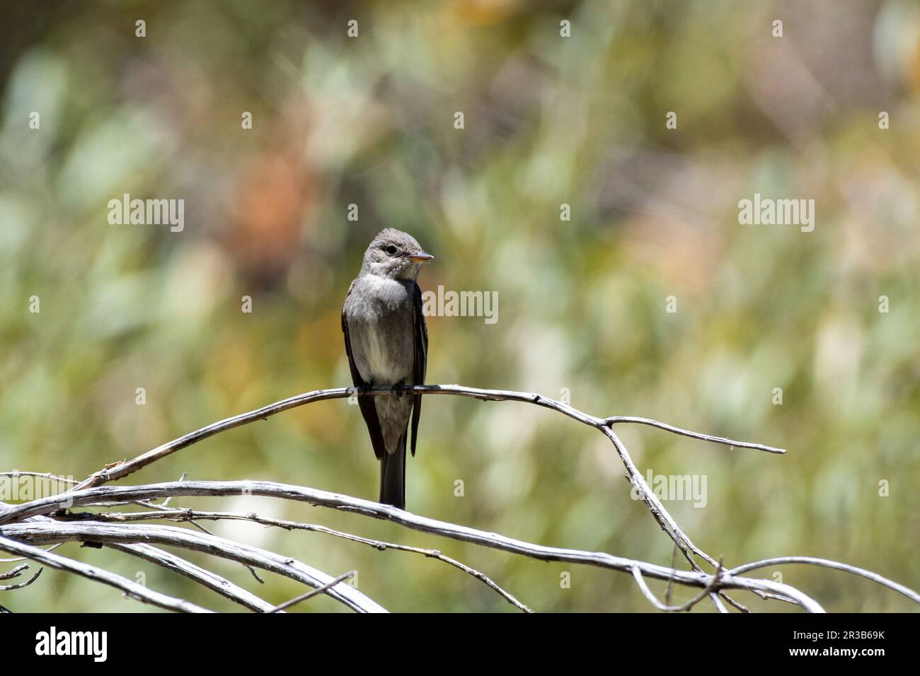 Western wood pewee sitting on a perch Stock Photo