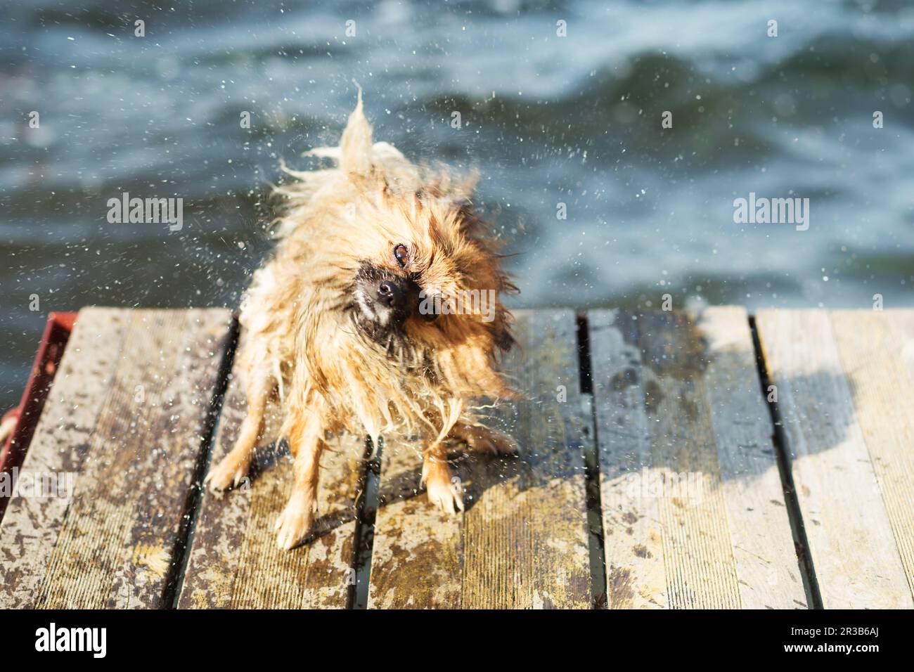 Pomeranian dog shaking off water. Pomeranian shakes water from his fur Stock Photo