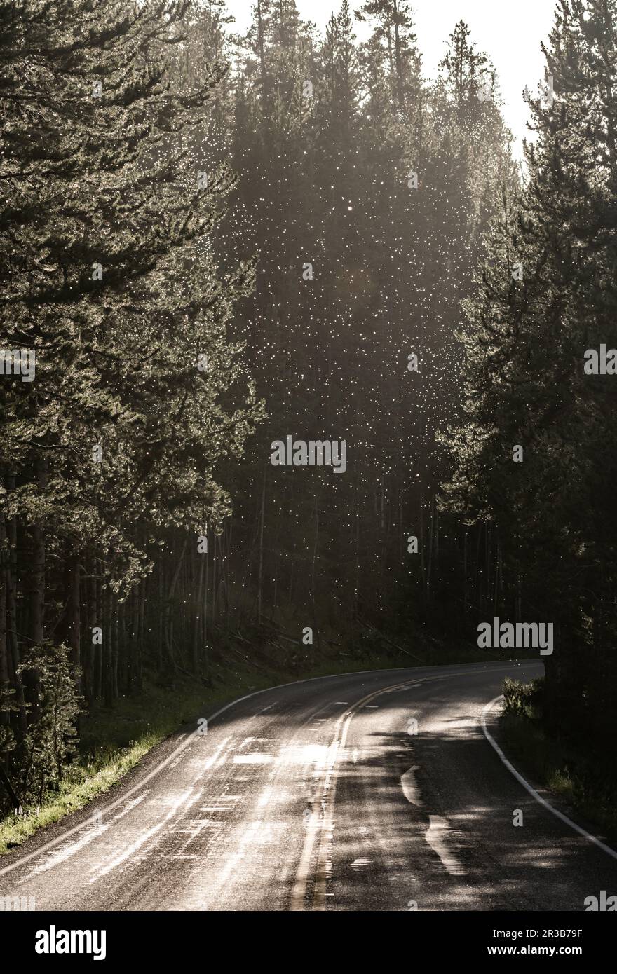 Cloud flying insects in evening hi-res stock photography and images - Alamy