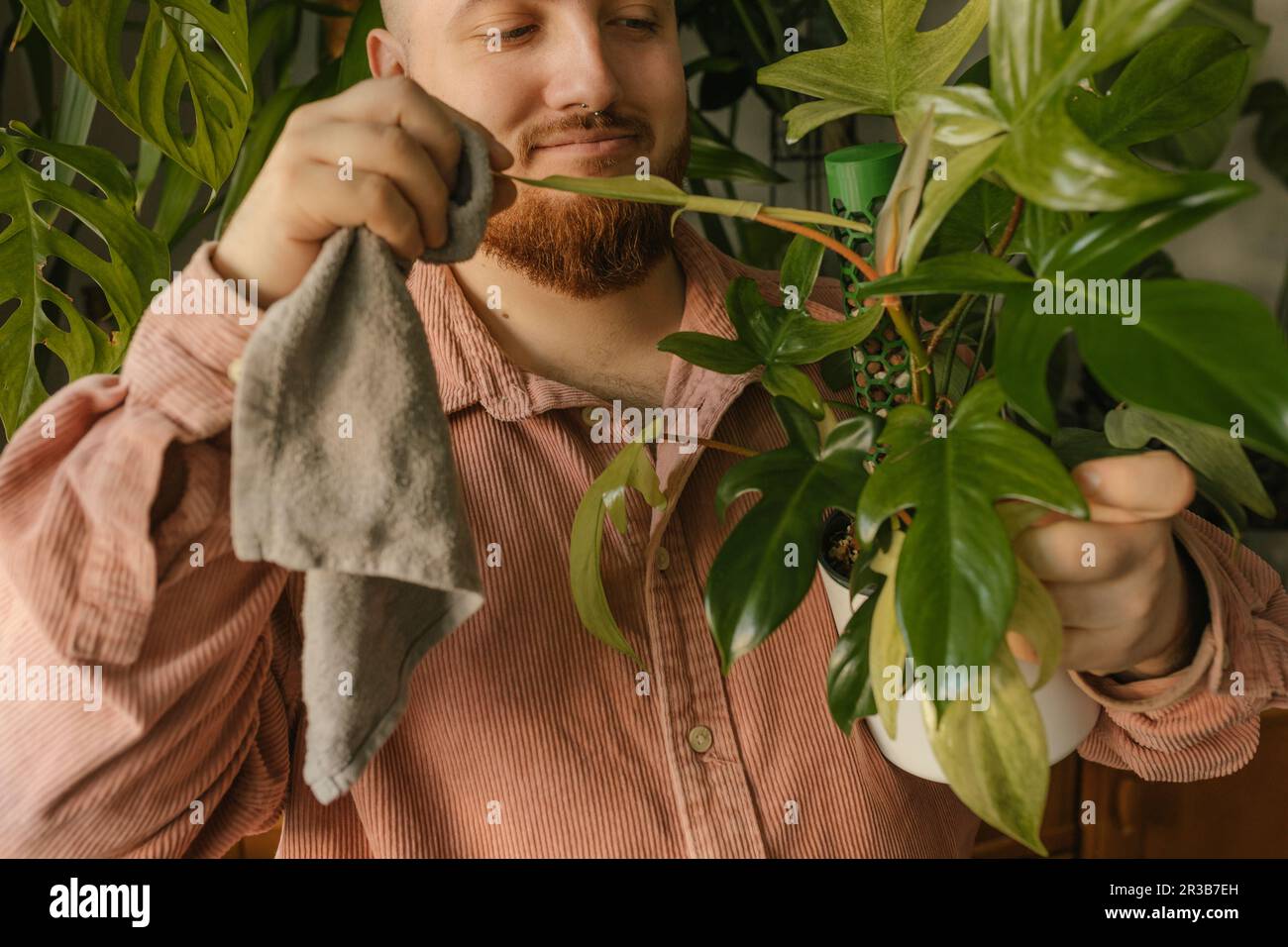 Smiling man cleaning leaves of plants at home Stock Photo
