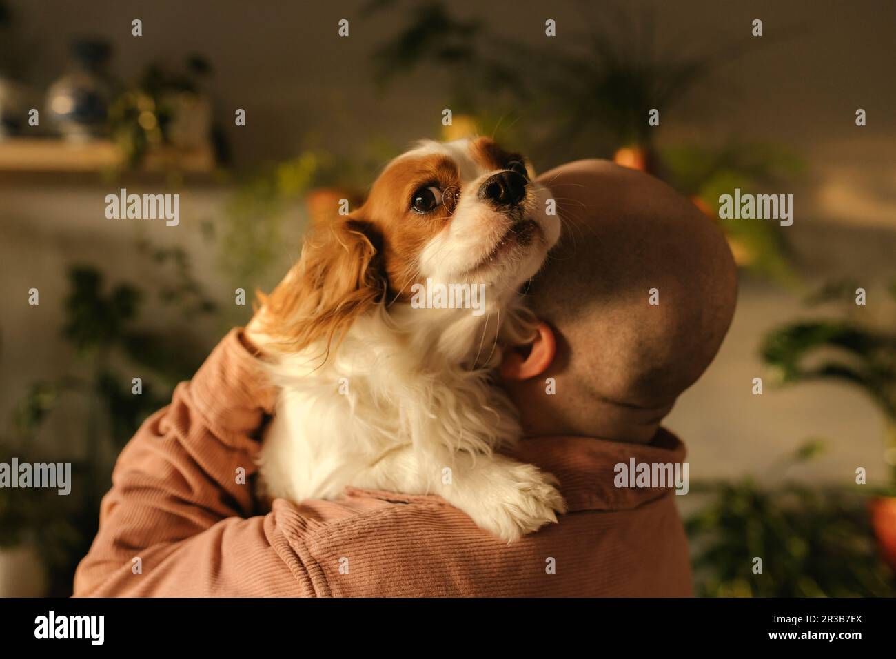 Man carrying spaniel dog on shoulders at home Stock Photo Alamy