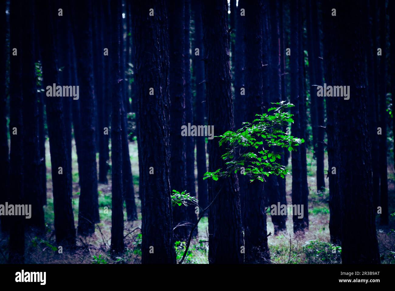 Lonely young oak tree Stock Photo - Alamy