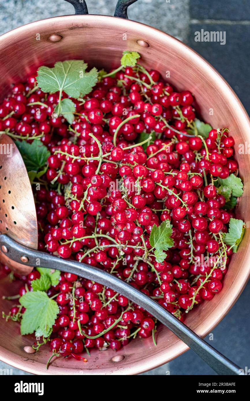 Fresh redcurrants with a draining spoon in a copper pot Stock Photo