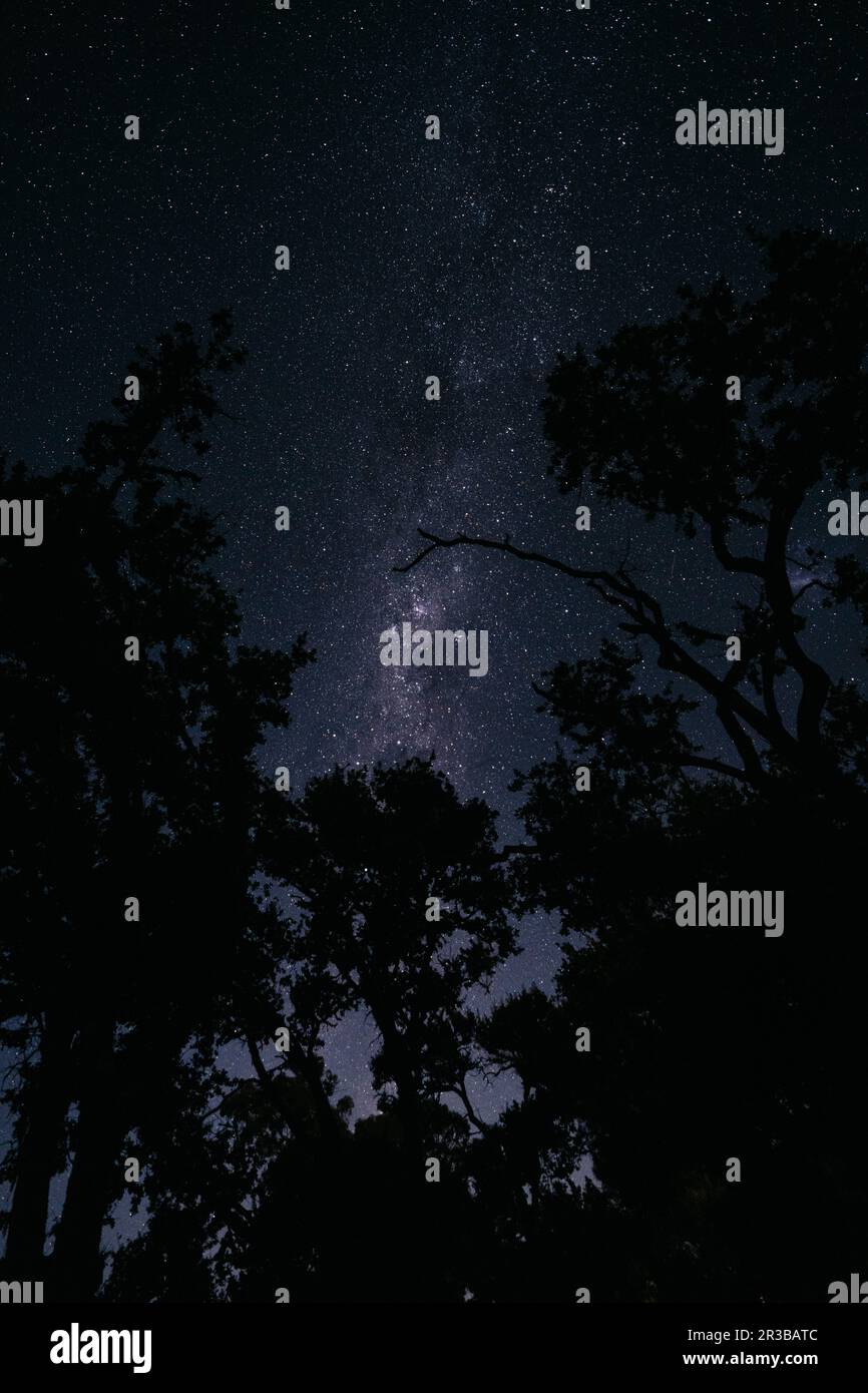 Night sky under trees hi-res stock photography and images - Alamy