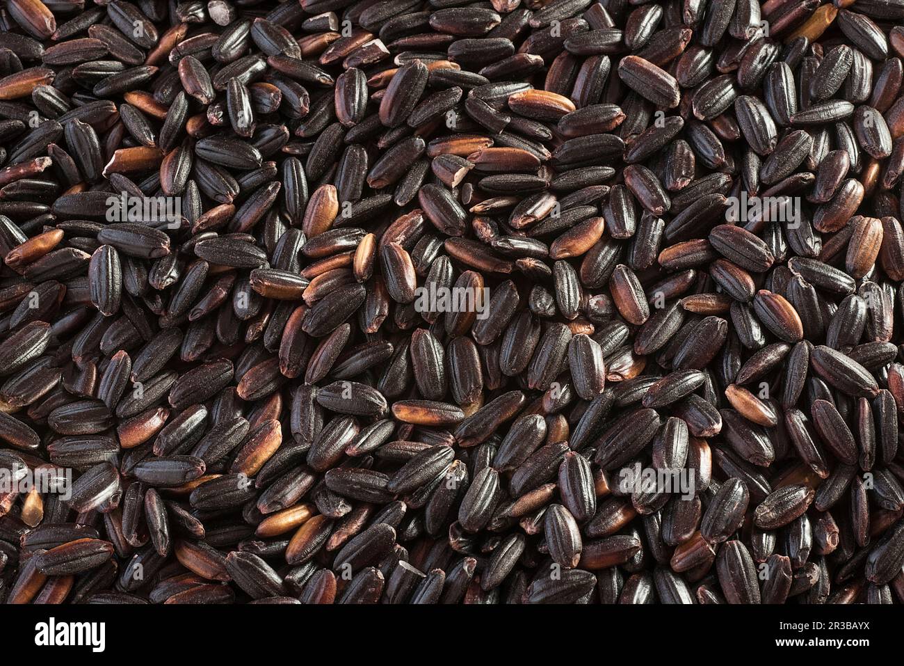 Black Venere Rice Close Up Stock Photo Alamy Black Venere Rice Close Up Stock Photo Alamy