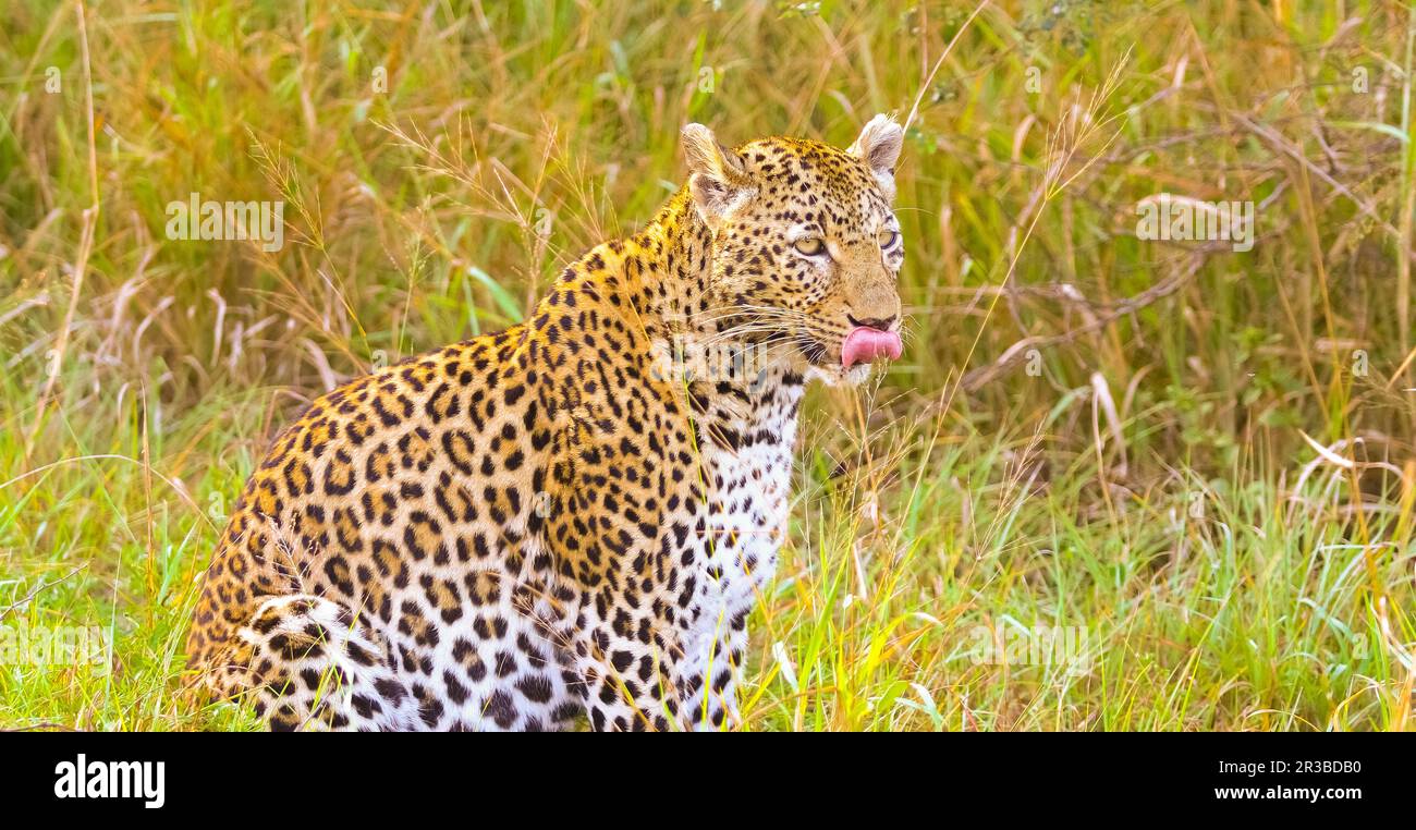 African Leopard walking in the grass Stock Photo
