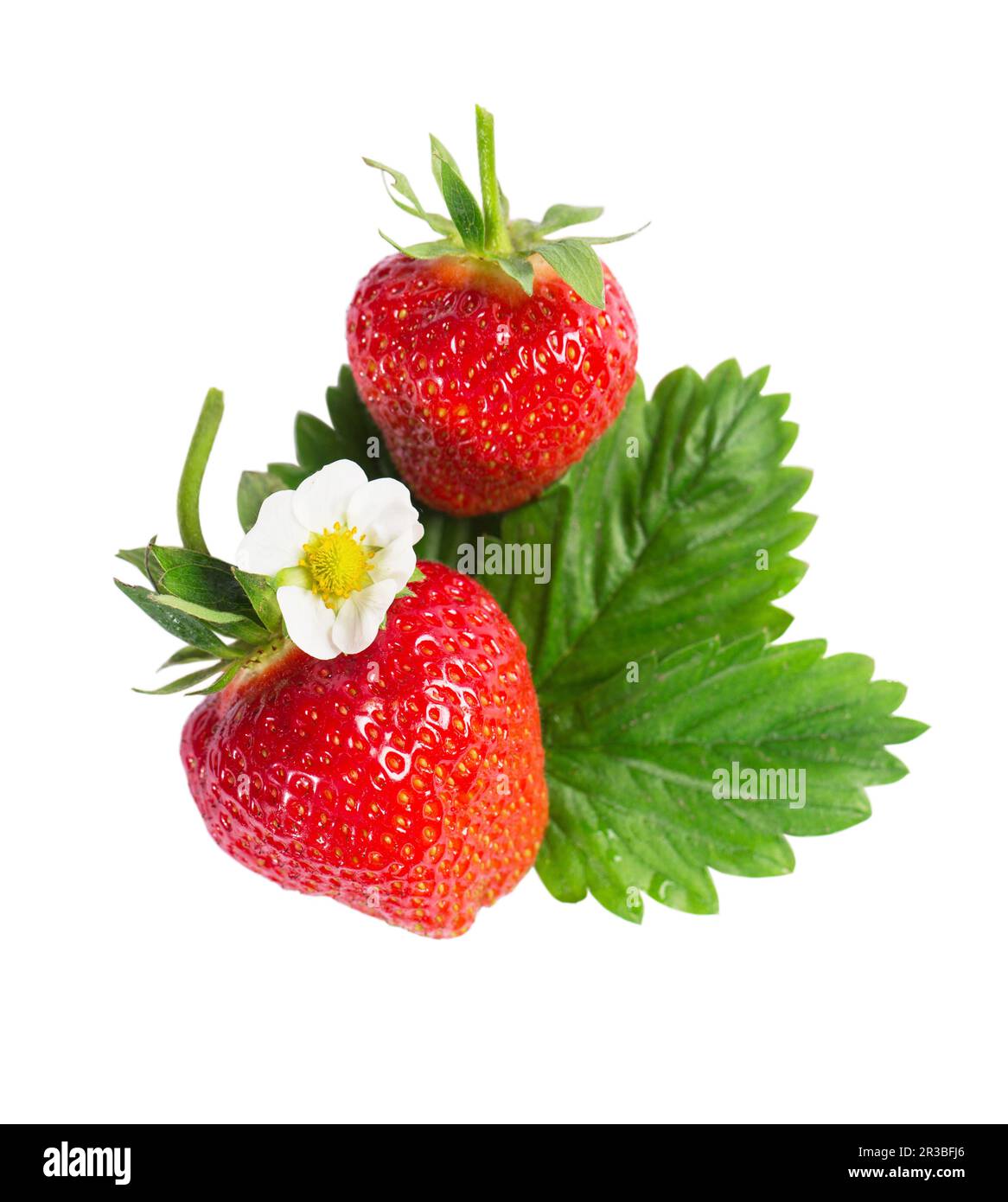Juicy ripe large strawberries with flower and leaf isolated on white ...