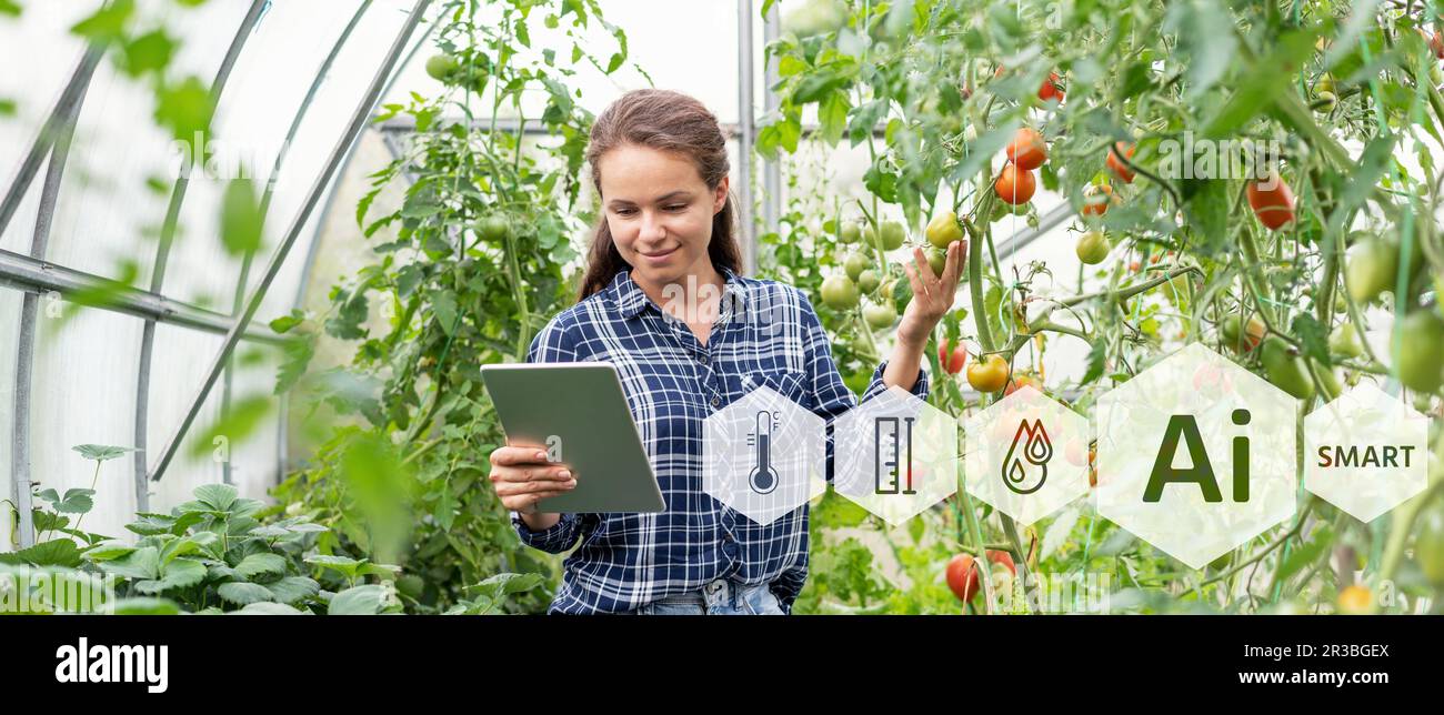 Smart farm of cultivating organic vegetables with usage Ai technology, female person using digital tablet at greenhouse. Stock Photo