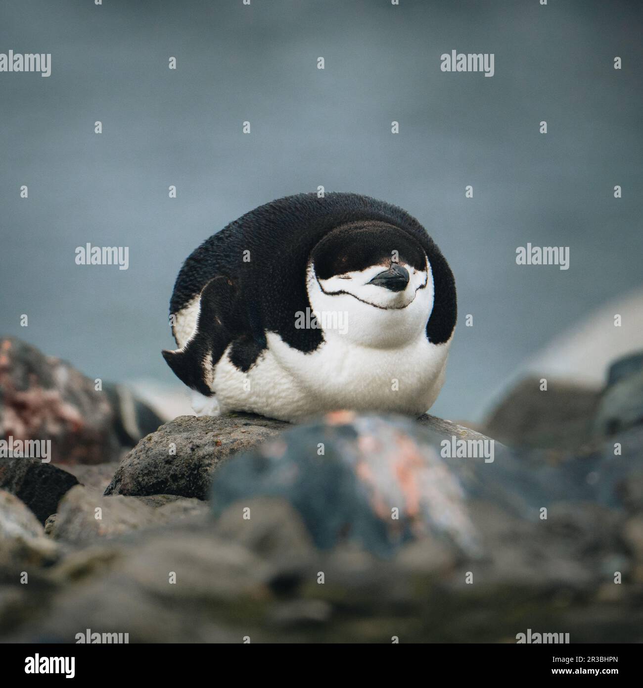 Sleeping Chinstrap penguin on a rocky beach in Antarctica. Eyes closed and looking funny. Stock Photo