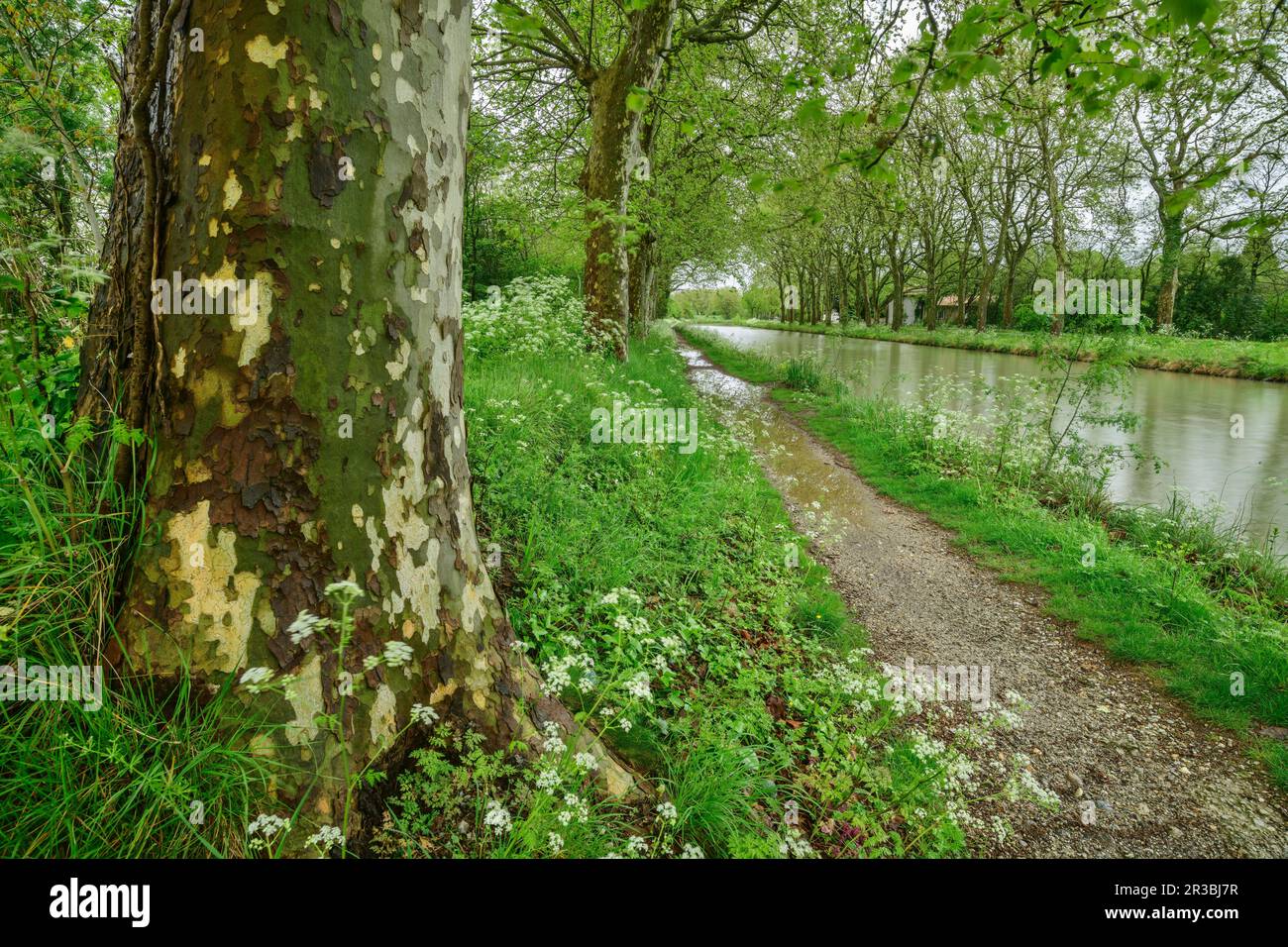 France, Herault, Narrow footpath along Canal du Midi Stock Photo