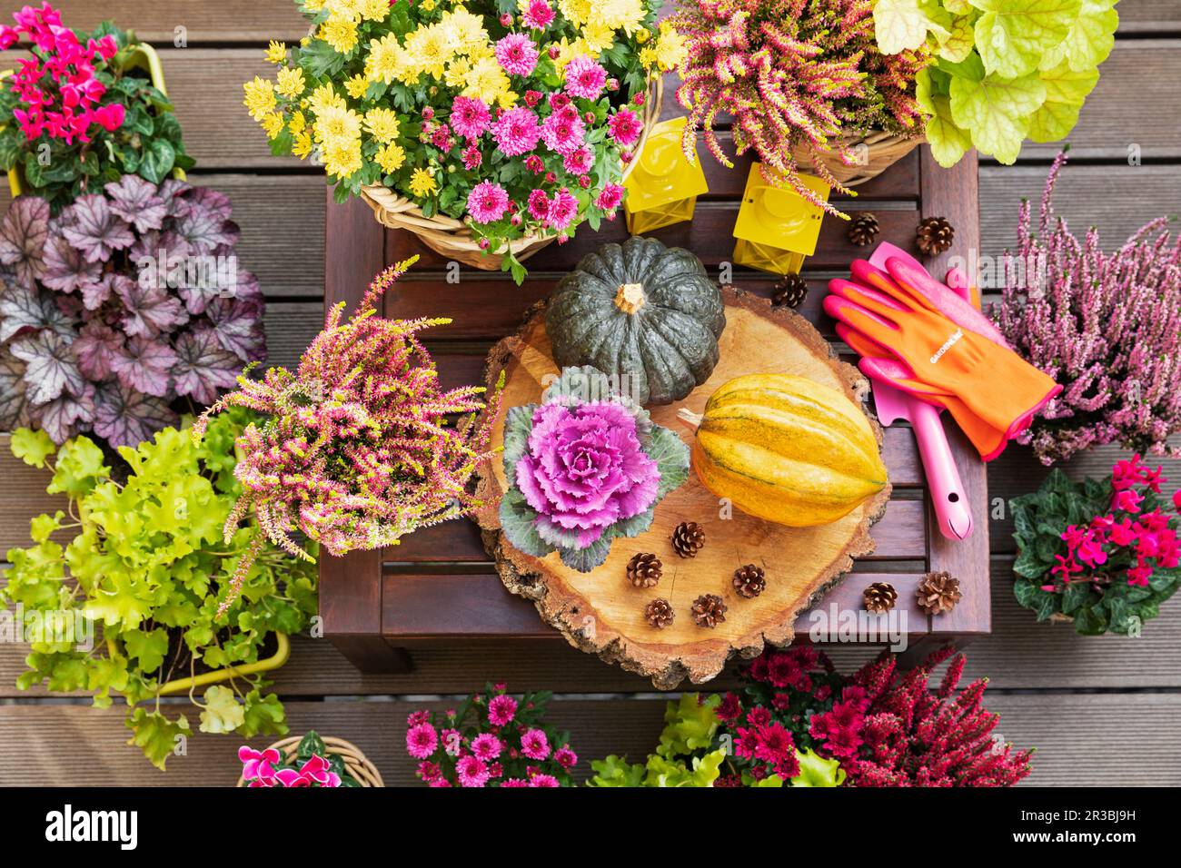 Pumpkins, pine cones and potted autumn flowers Stock Photo
