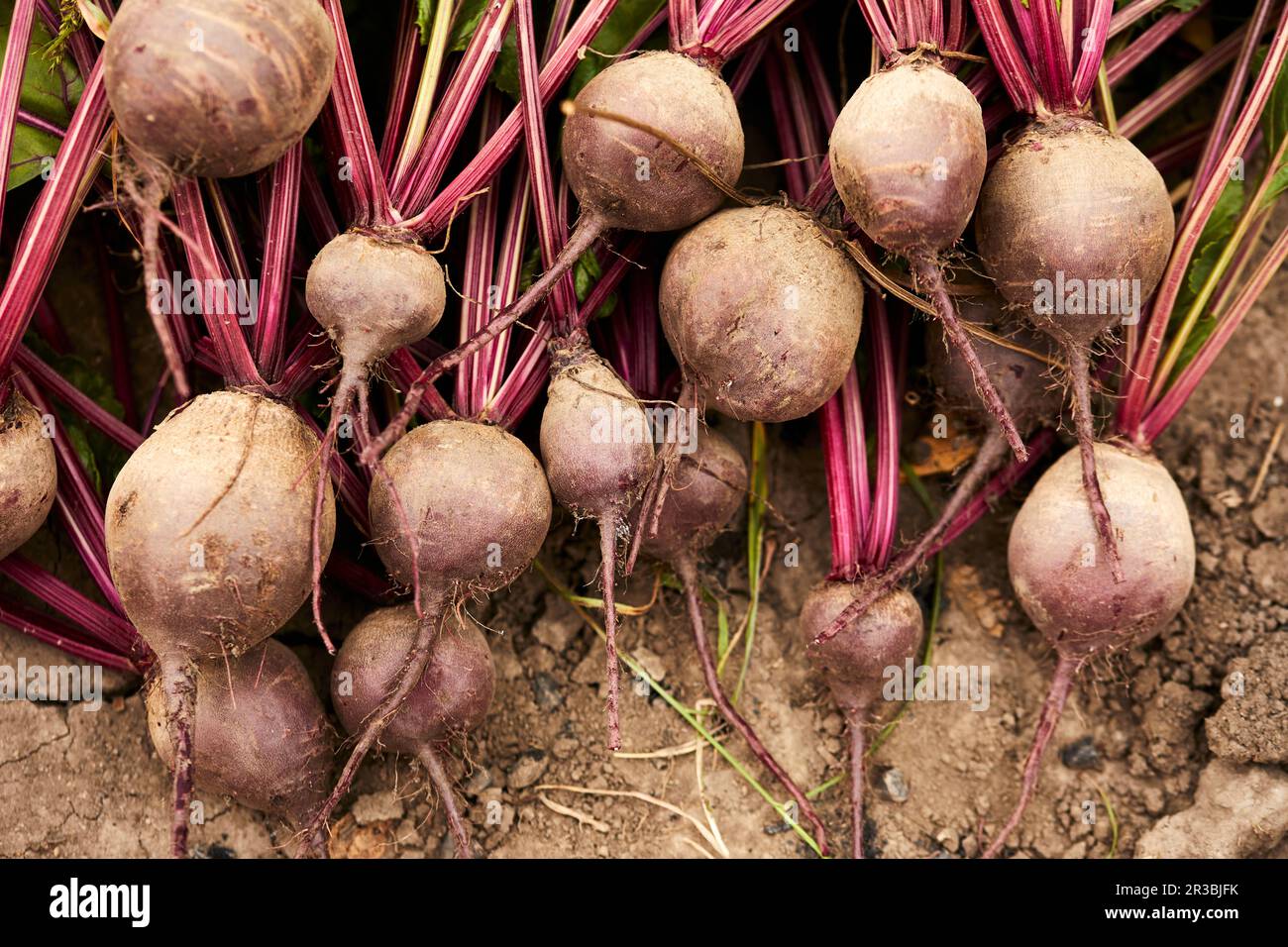 Fresh beetroots hi-res stock photography and images - Alamy