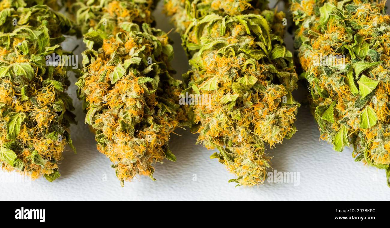 Dried Medical Marijuana Cannabis on a white background Stock Photo