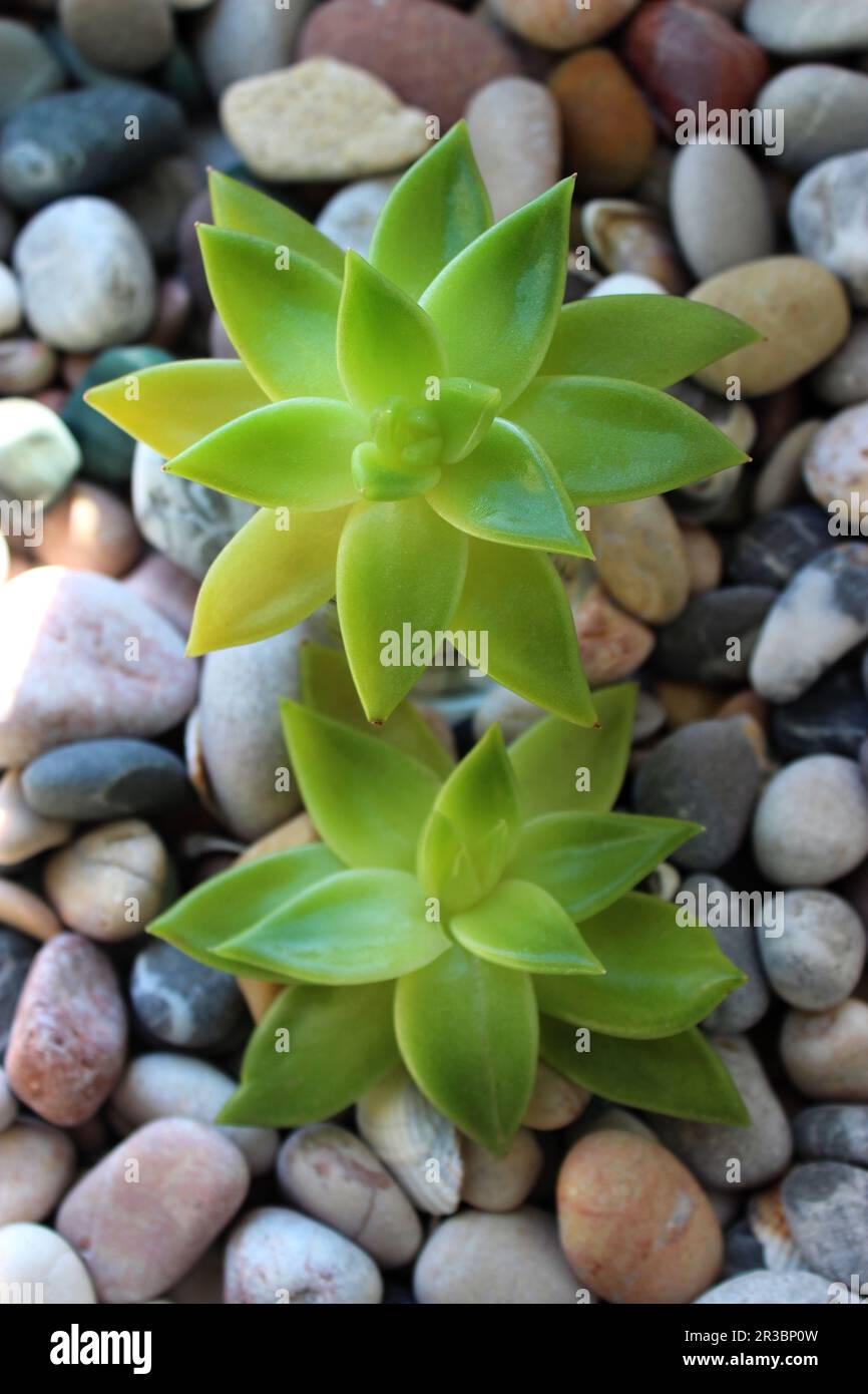 Male And Female Plants Growing Through Rocky Soil Top View Textured Background Stock Photo Alamy