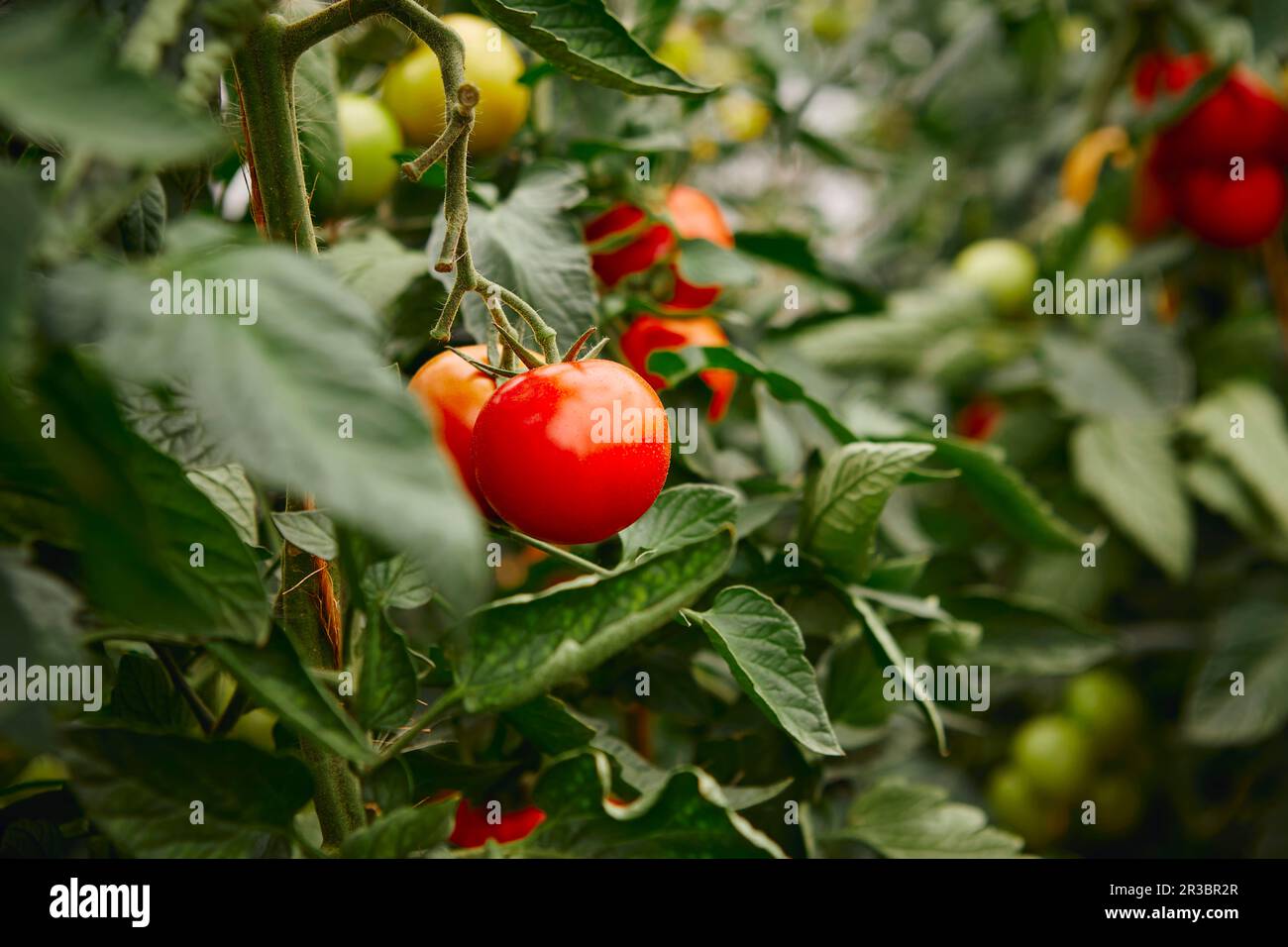 Red Tomatoes on the Vine Stock Photo - Alamy