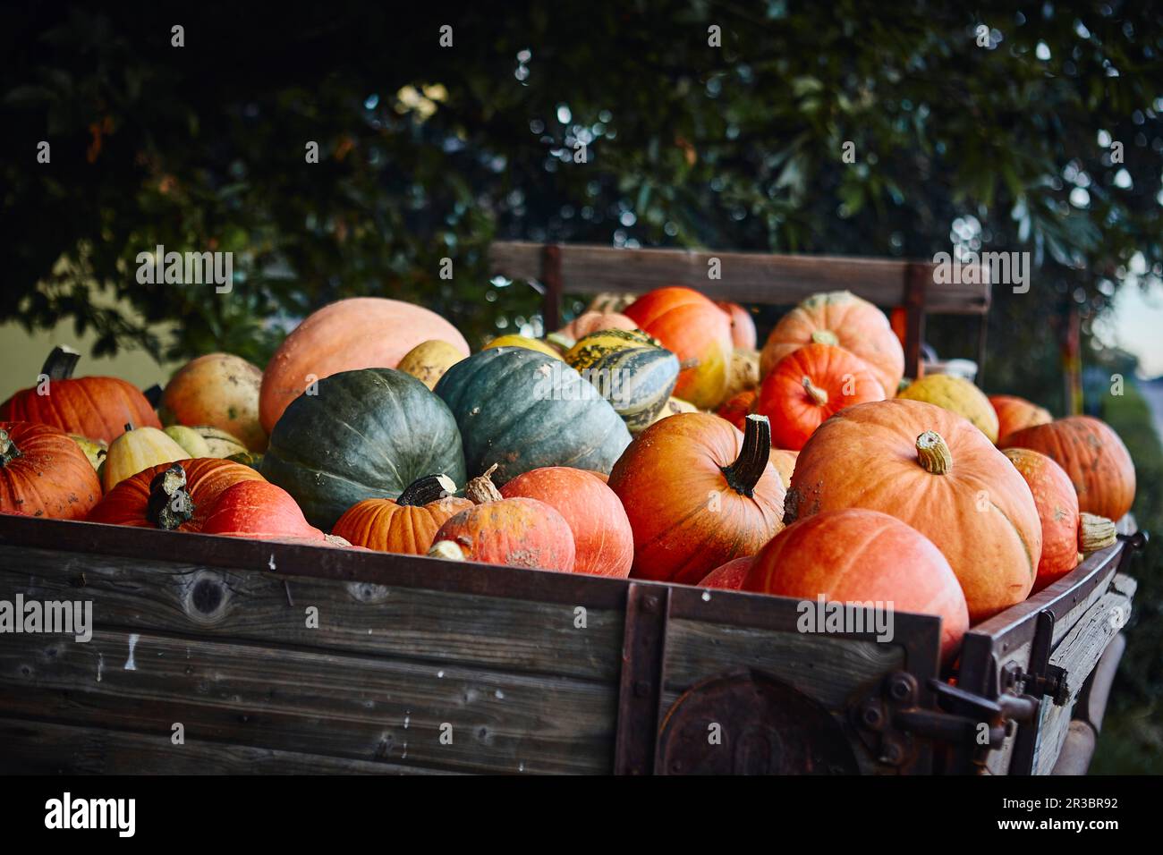 Different pumpkins on a wooden cart Stock Photo