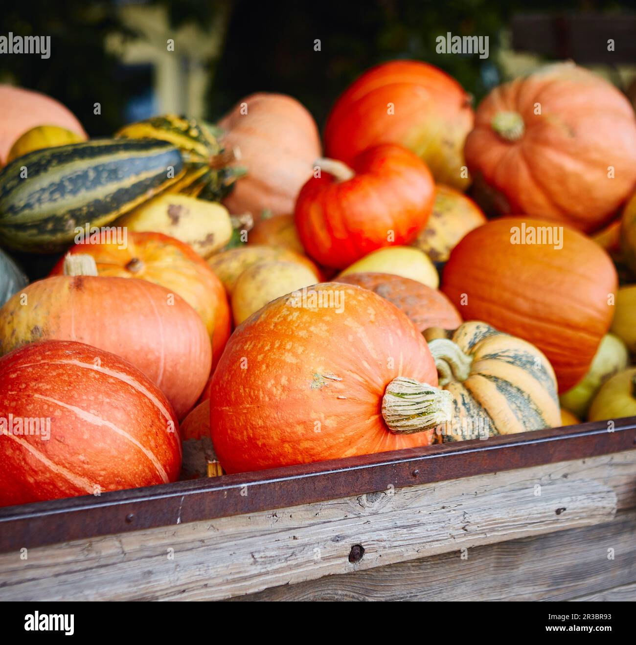 Different pumpkins on a wooden cart Stock Photo