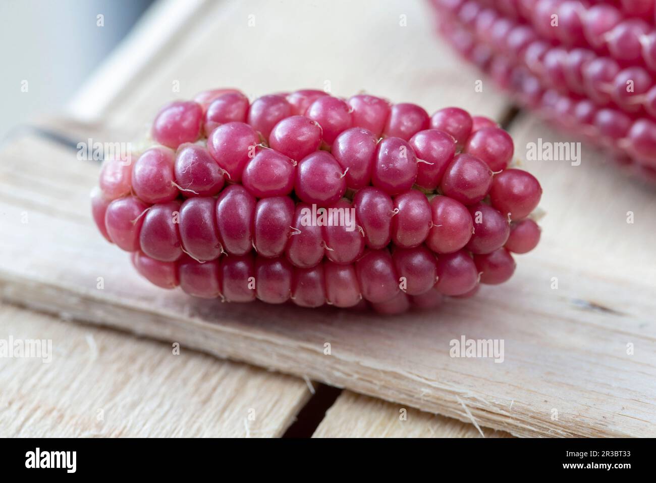Corn on the cob with red grains (close-up) Stock Photo