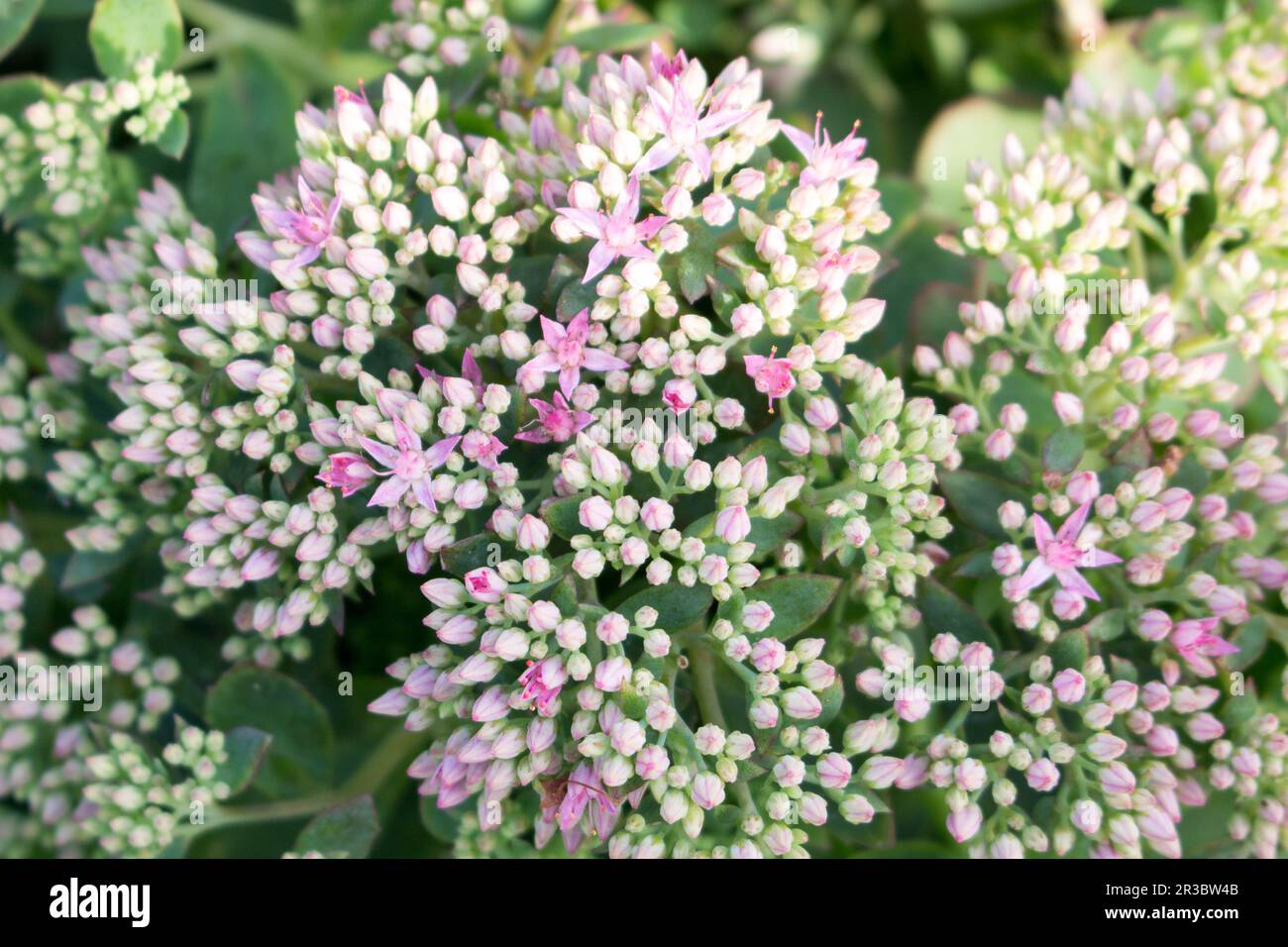 Beautiful pink sedum flowers in the autumn garden. Closeup. Flowers background. Stock Photo