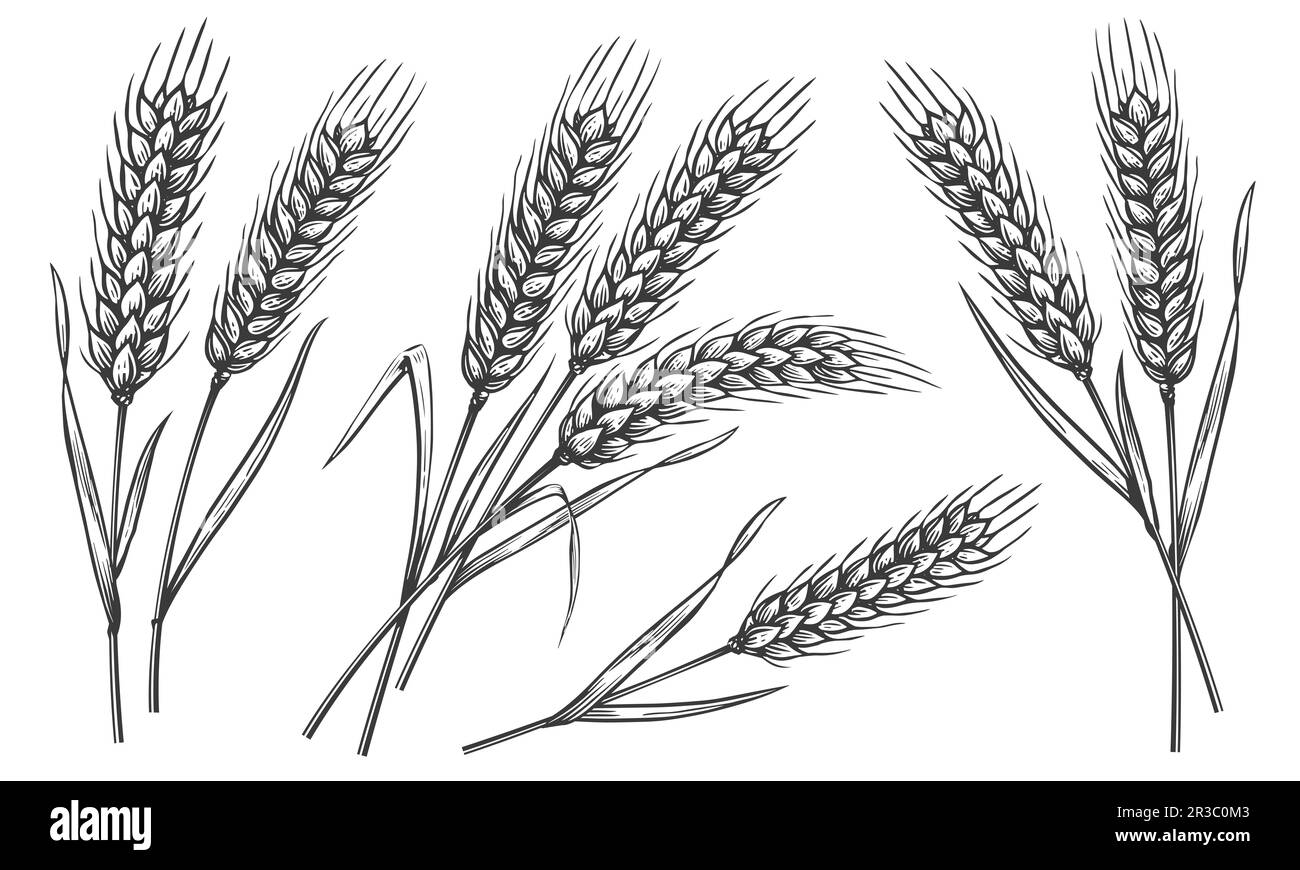 Set of wheat ears isolated on white background. Hand drawings sketch illustration. Bakery farm food concept Stock Photo