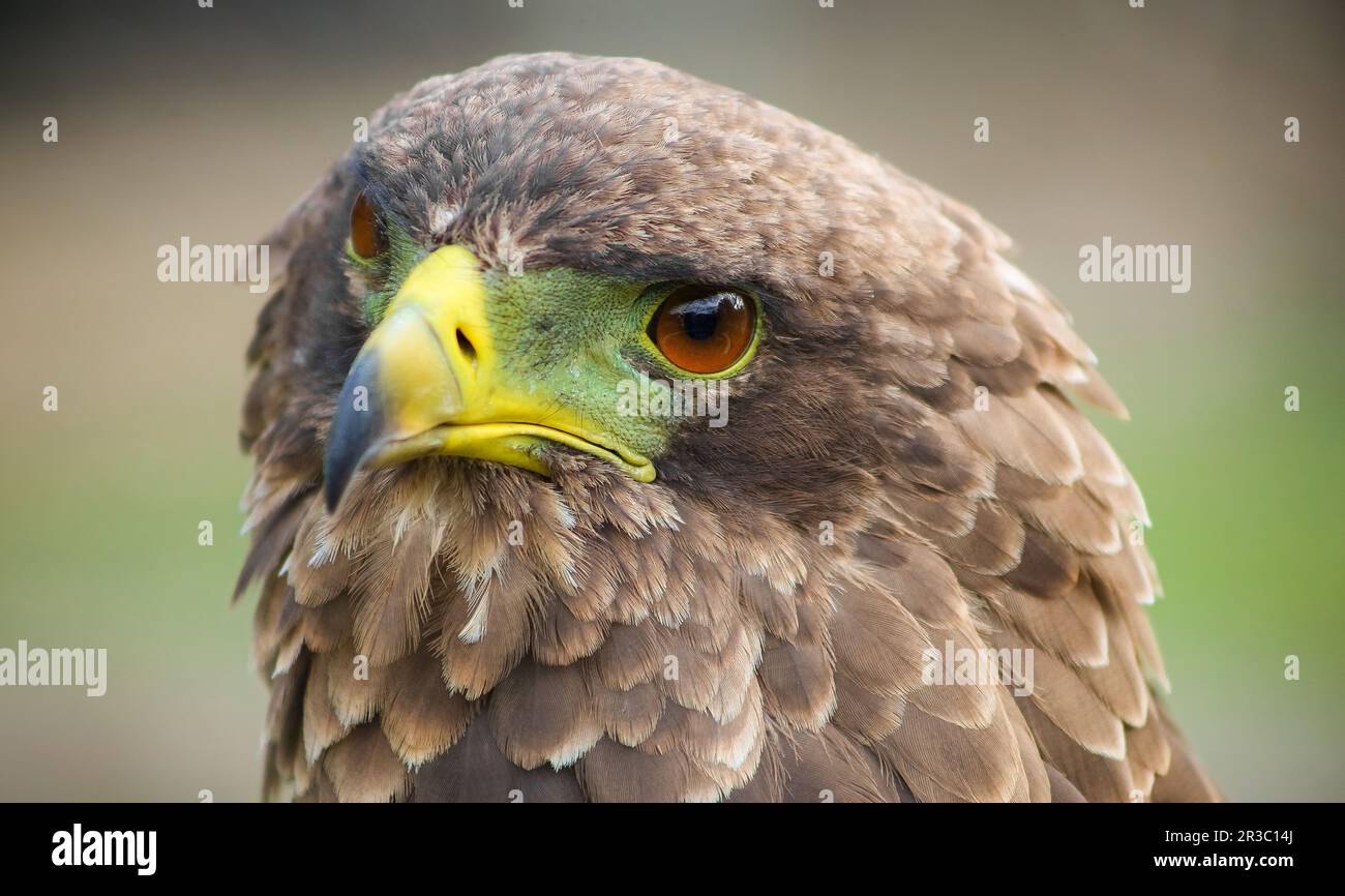 Brown eagle with a green and yellow beak Stock Photo