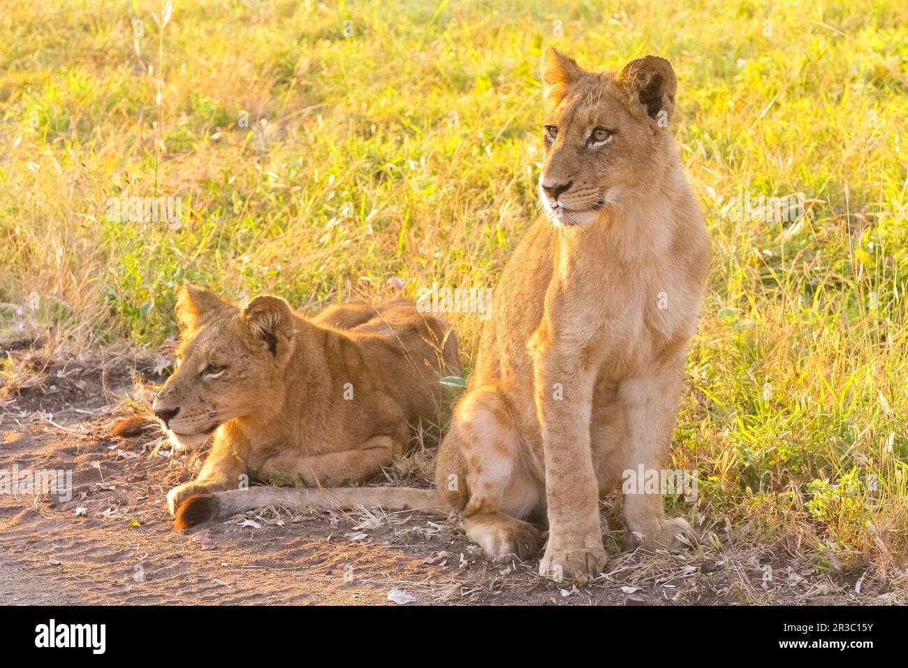African Lion cubs in a South African wildlife game reserve Stock Photo