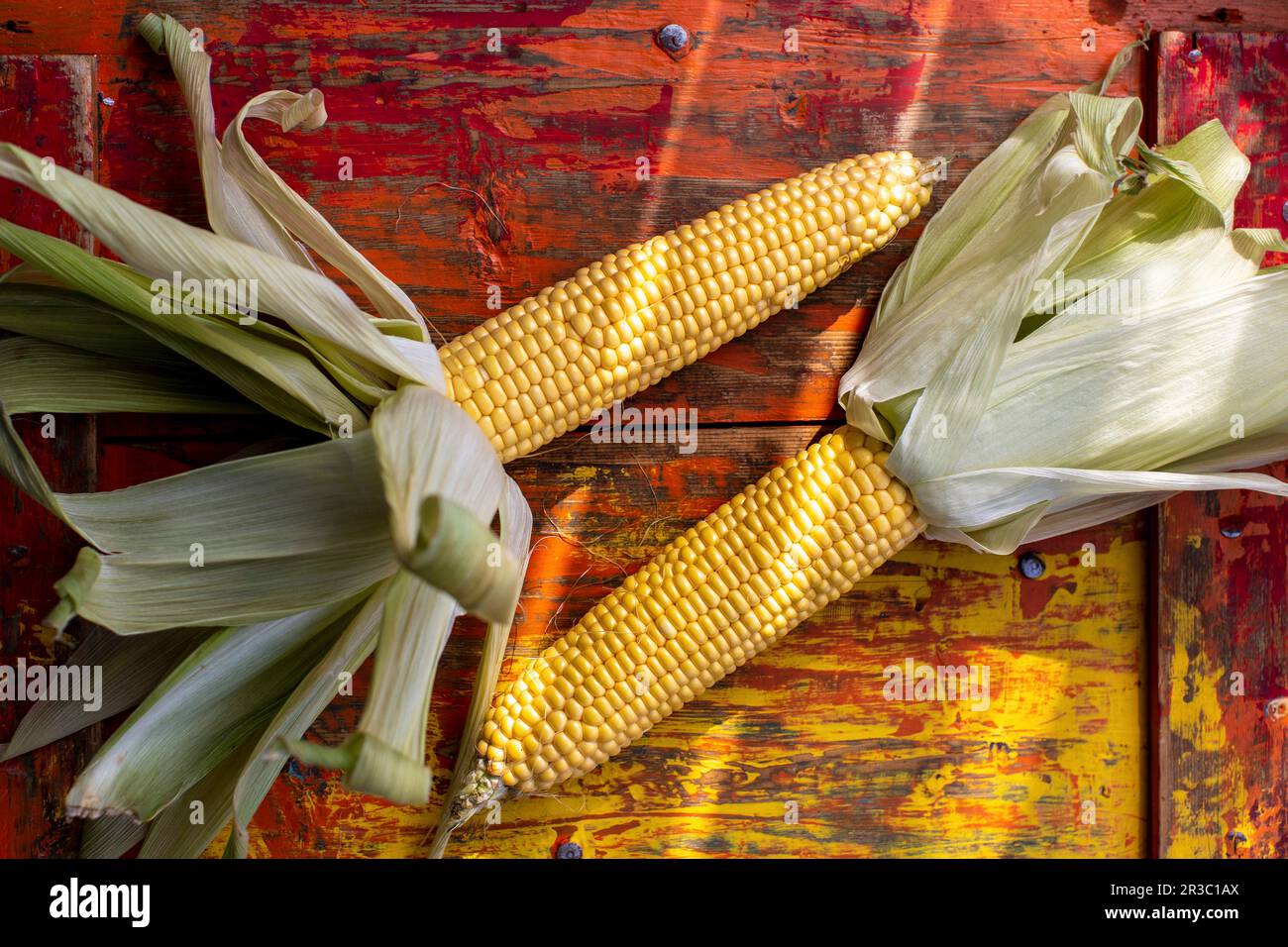 Fresh corn on the cob Stock Photo