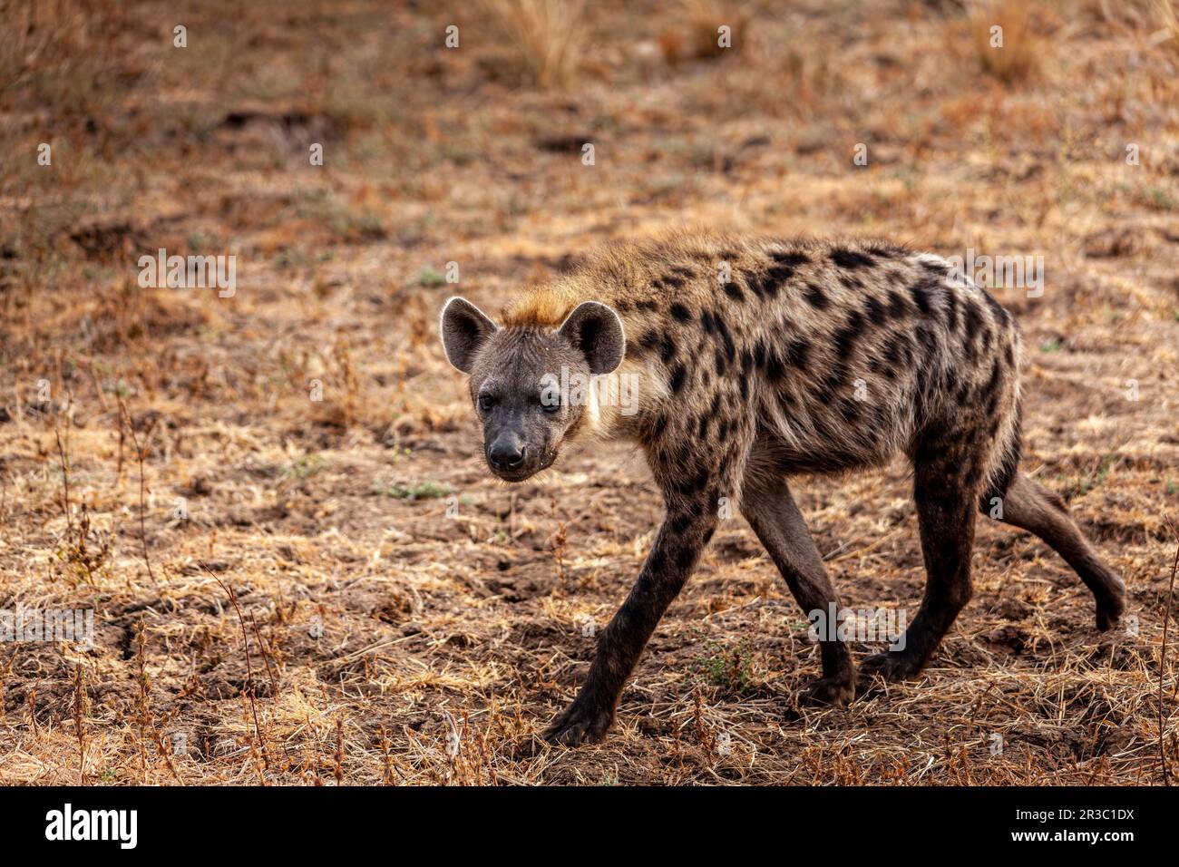 close-up of a spotted hyena in the Zambian savannah Stock Photo