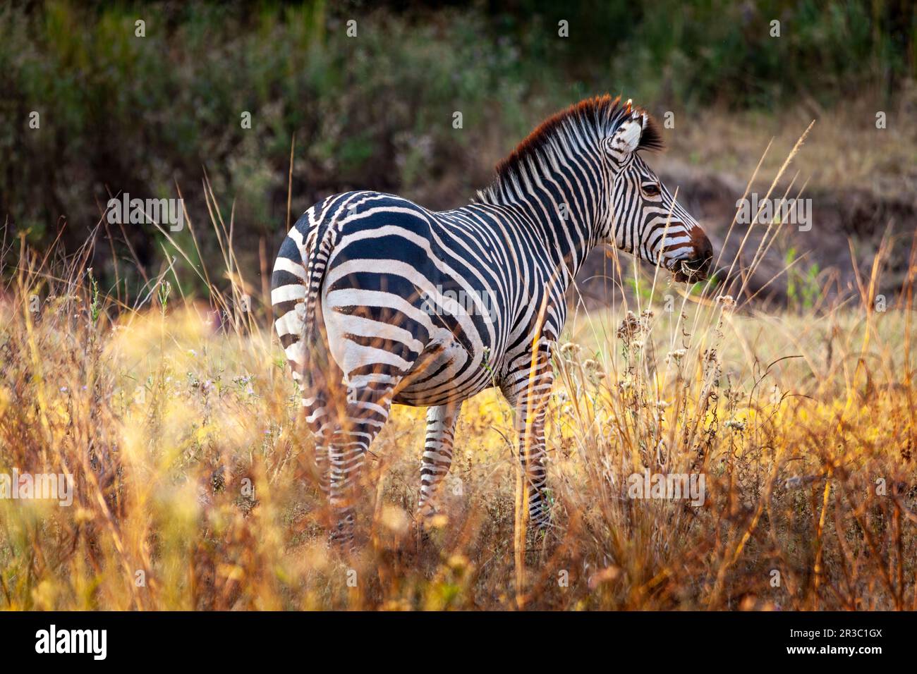 African zebra in the tall grass of the savannah Stock Photo