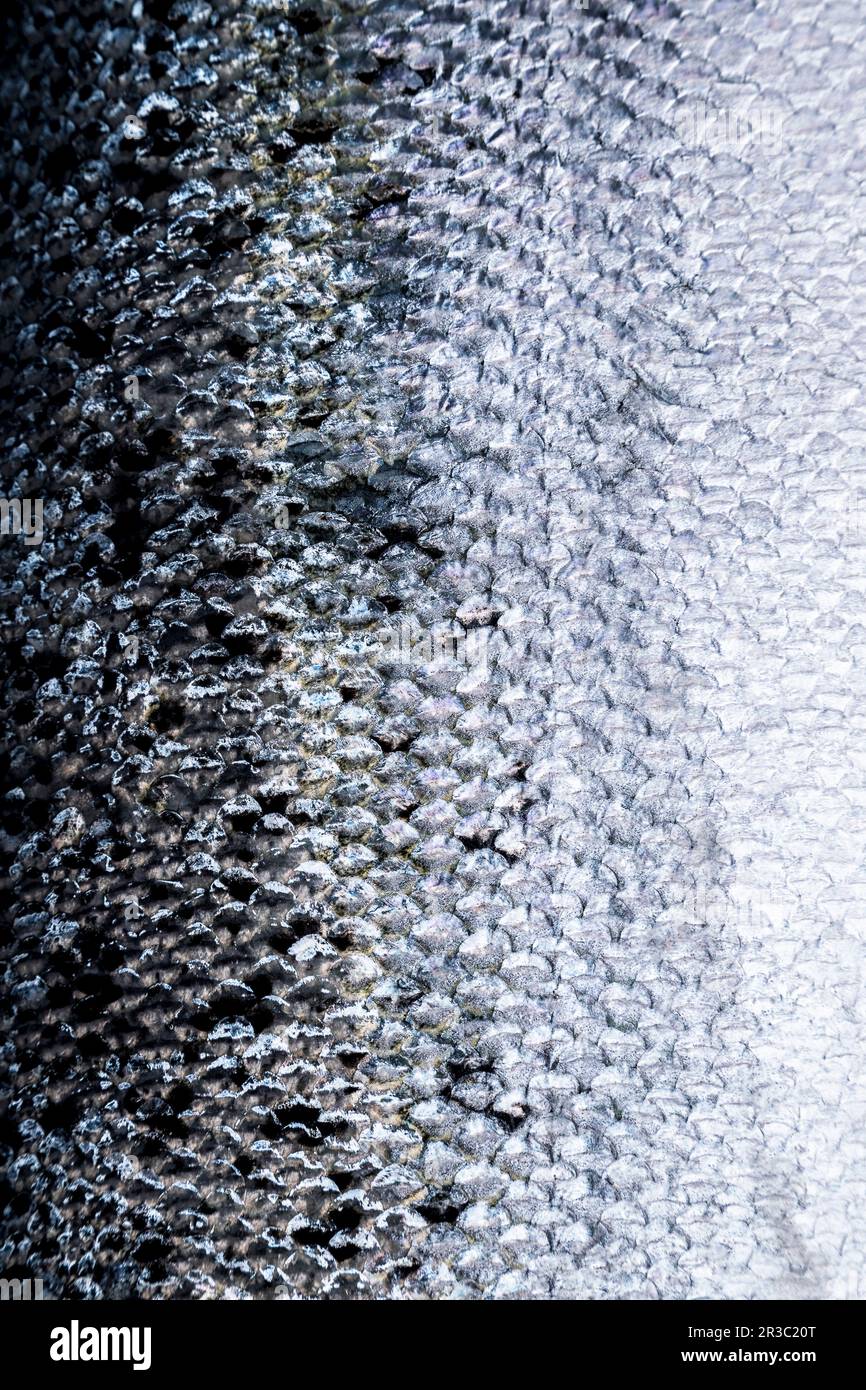 Salmon skin (full picture Stock Photo - Alamy
