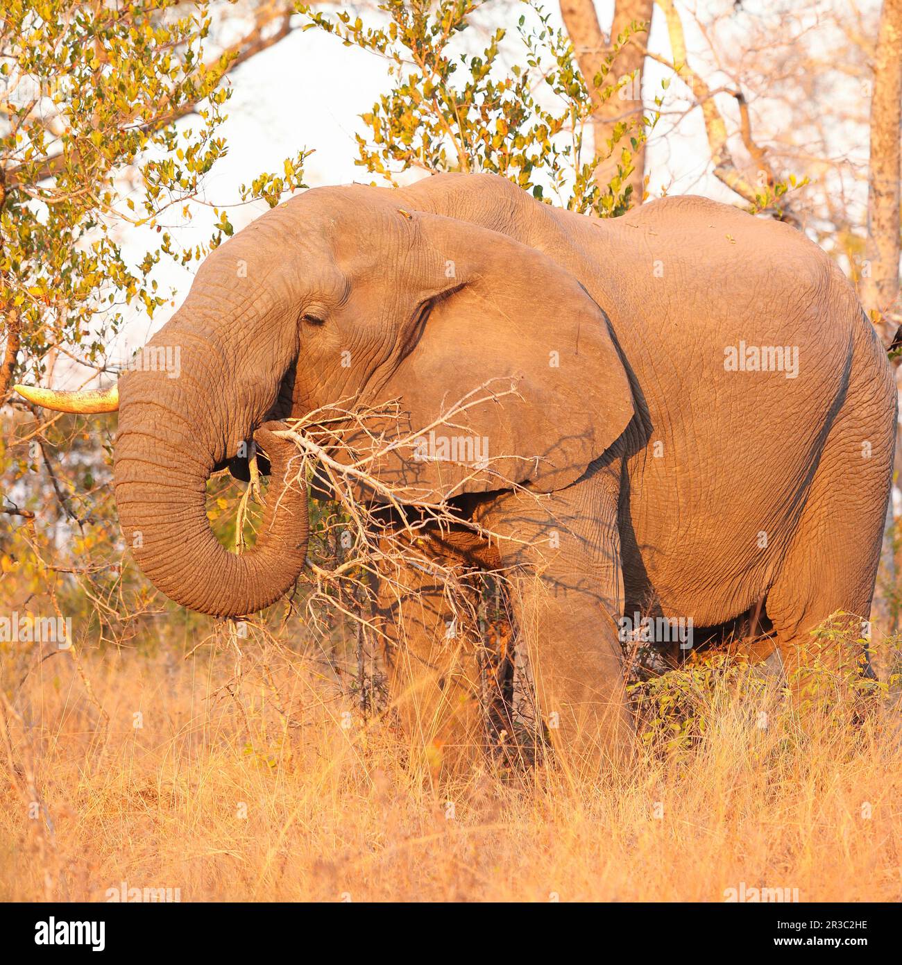 African Elephants in South African game reserve Stock Photo - Alamy