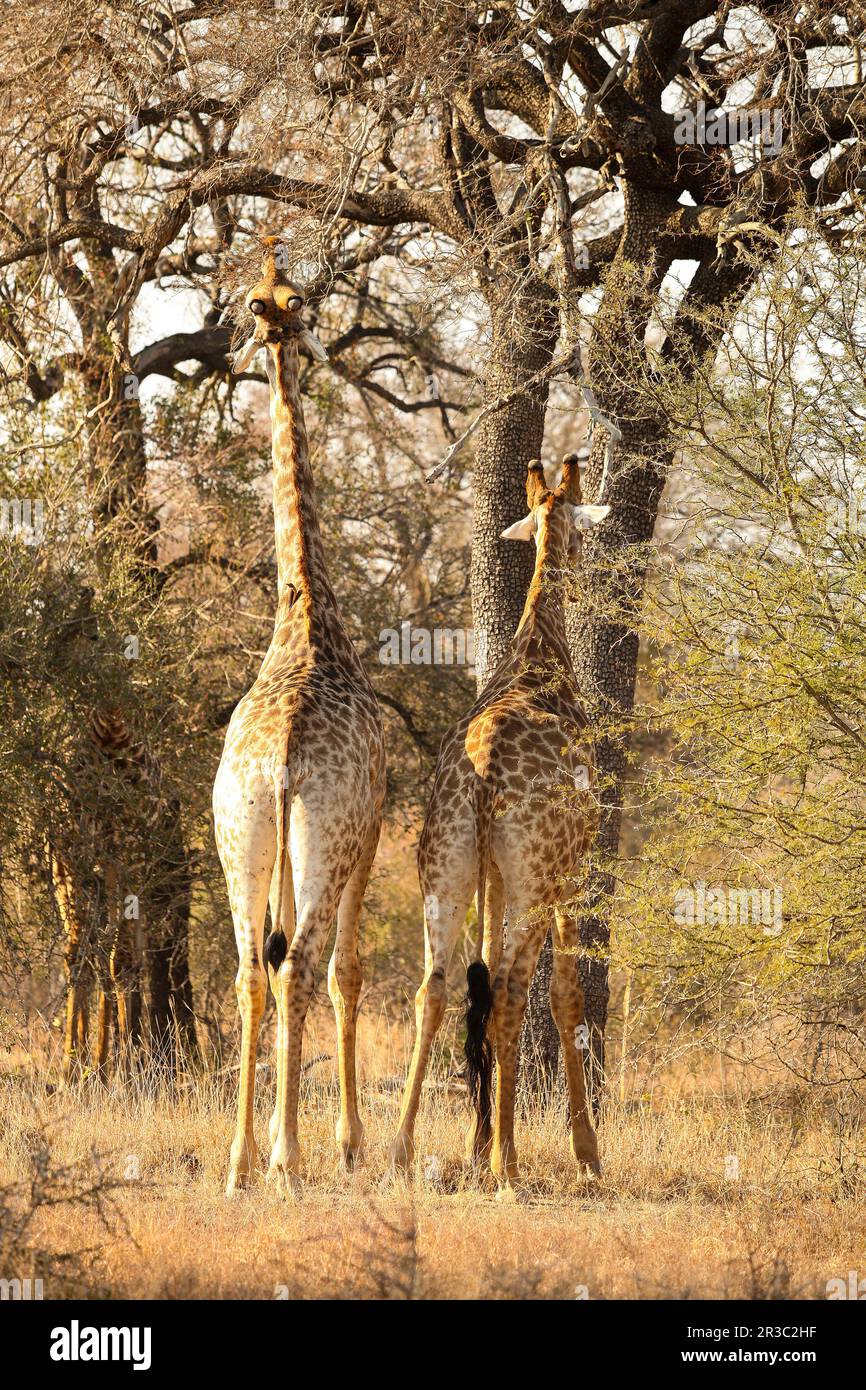 South african wildlife hi-res stock photography and images - Alamy