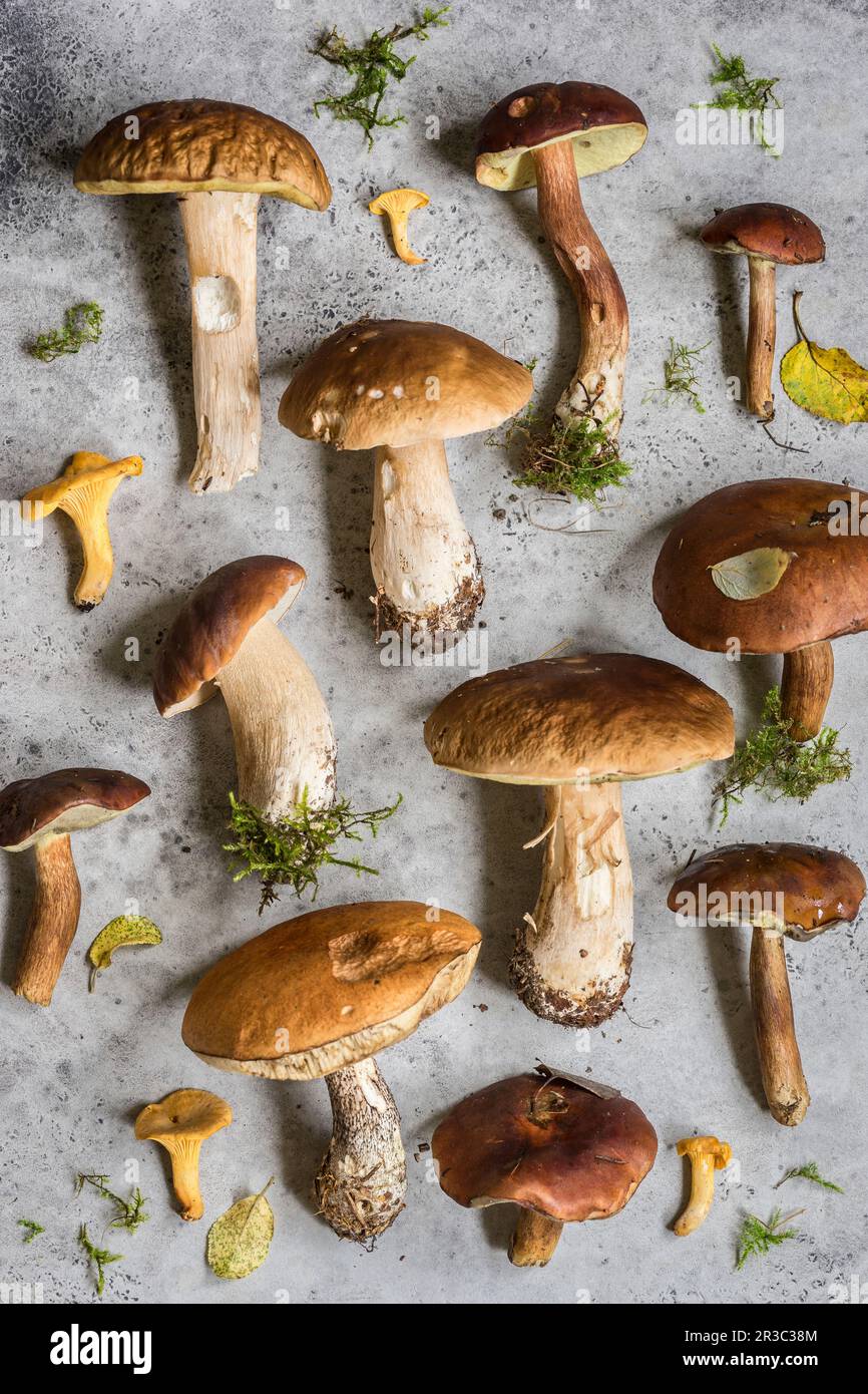 Wild Mushroom Pattern Canterelles, Porcini, RedCap Bolete, Birch