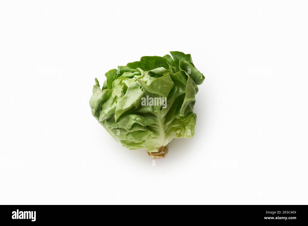 Sucrine lettuce hi-res stock photography and images - Alamy
