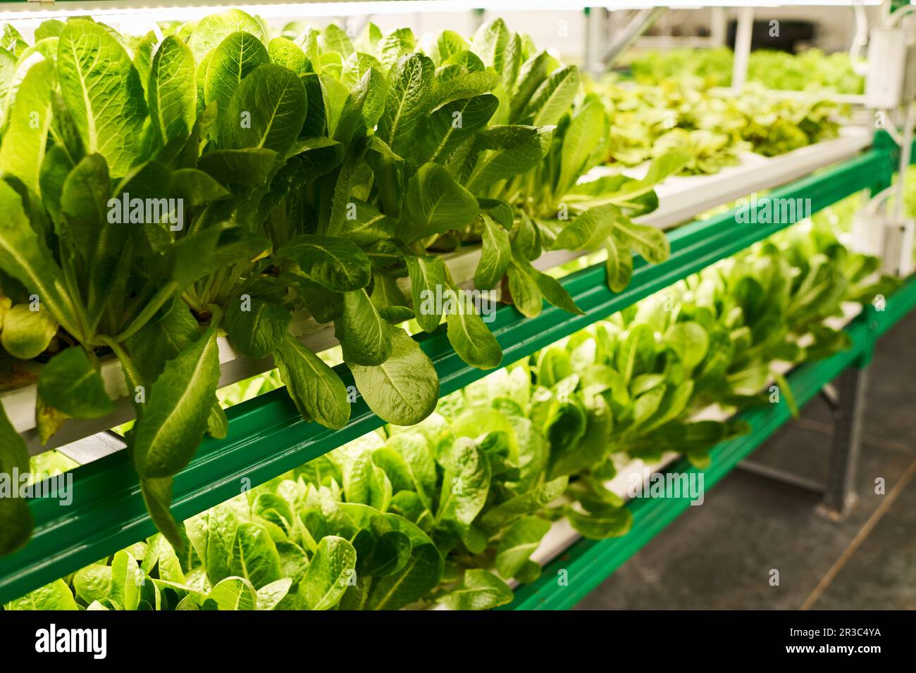 Row of green spinach leaves growing on vertical trusses in spacious