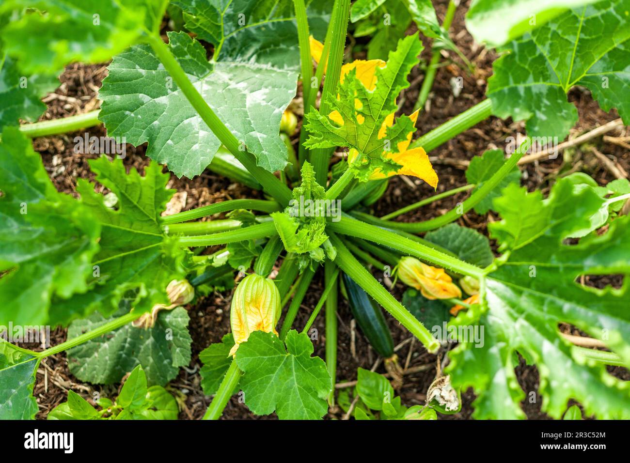 Courgette plant with flowers in the ground Stock Photo Alamy
