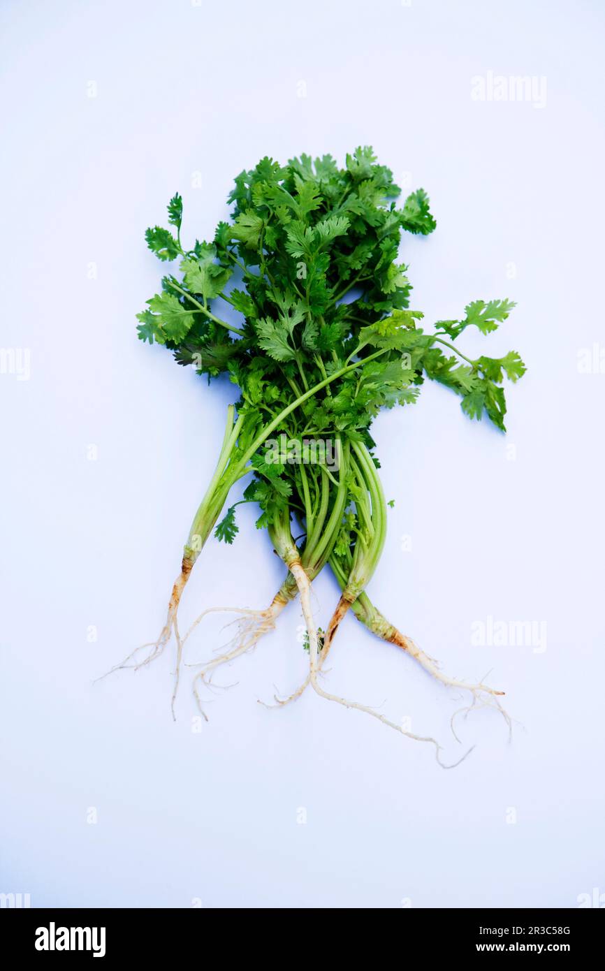 Parsley with root Stock Photo Alamy